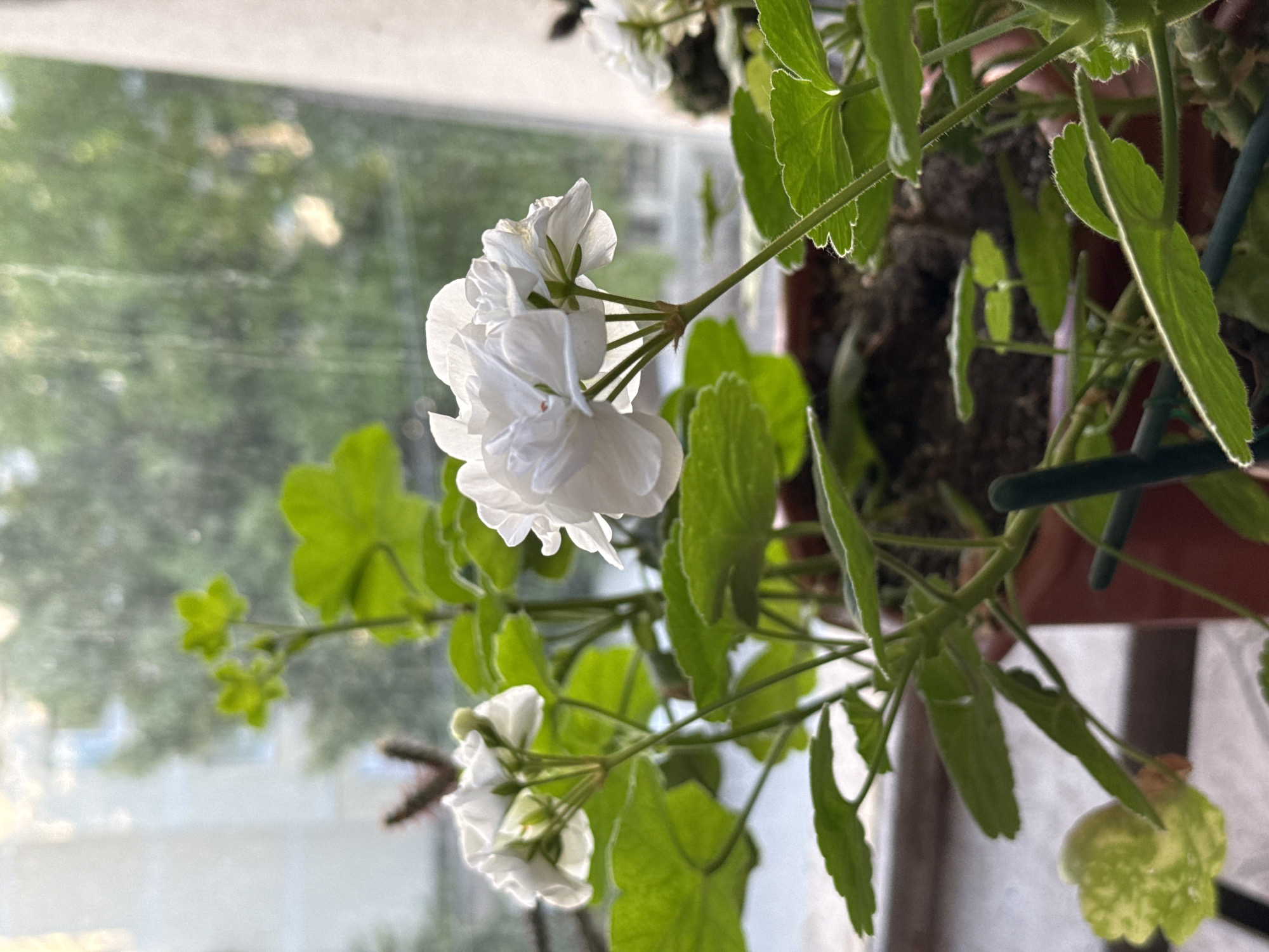 A potted white geranium is positioned near a window. The geranium's leaves are green with slightly serrated edges. Some blooms are fully open, while others are still developing. The window provides a blurred view of trees and buildings outside. This image was likely taken in an indoor environment with natural lighting. It is not possible to determine the location as Pleven, Bulgaria based on the image alone.