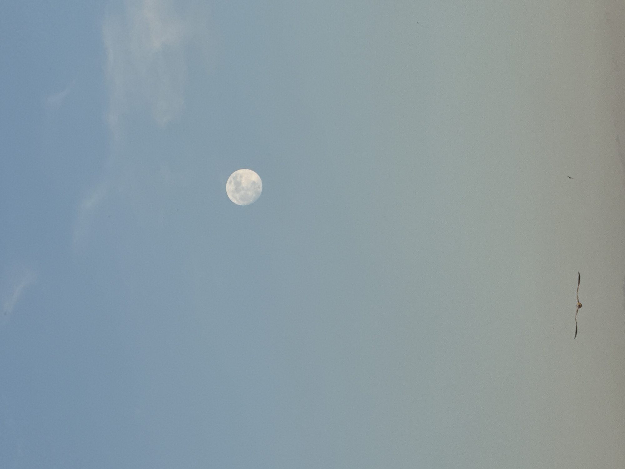 The image shows a pale blue sky with the moon visible in the upper center. A bird is flying on the lower right side of the image. There are some sparse clouds in the upper left quadrant. The location and city are unknown.