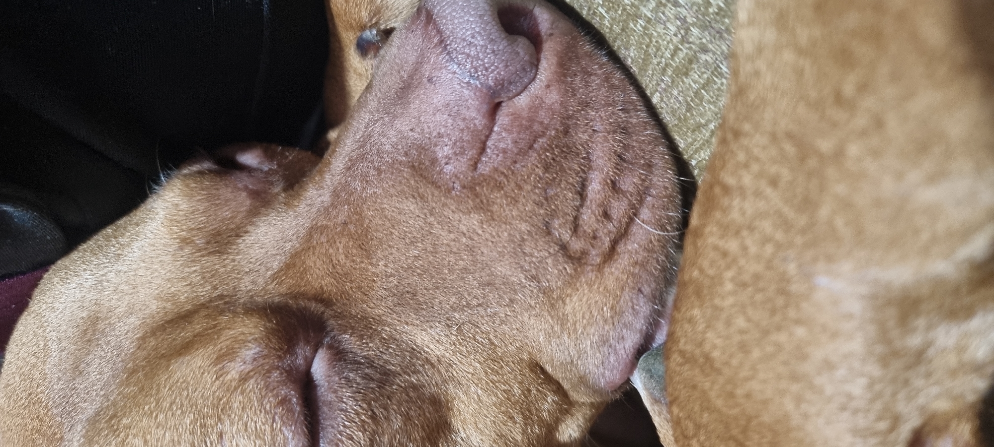 A close-up photograph shows a reddish-brown dog sleeping. Its nose and ear are visible. The dog appears to be lying against a dark-colored object on one side and a beige object on the other. The location is unknown.