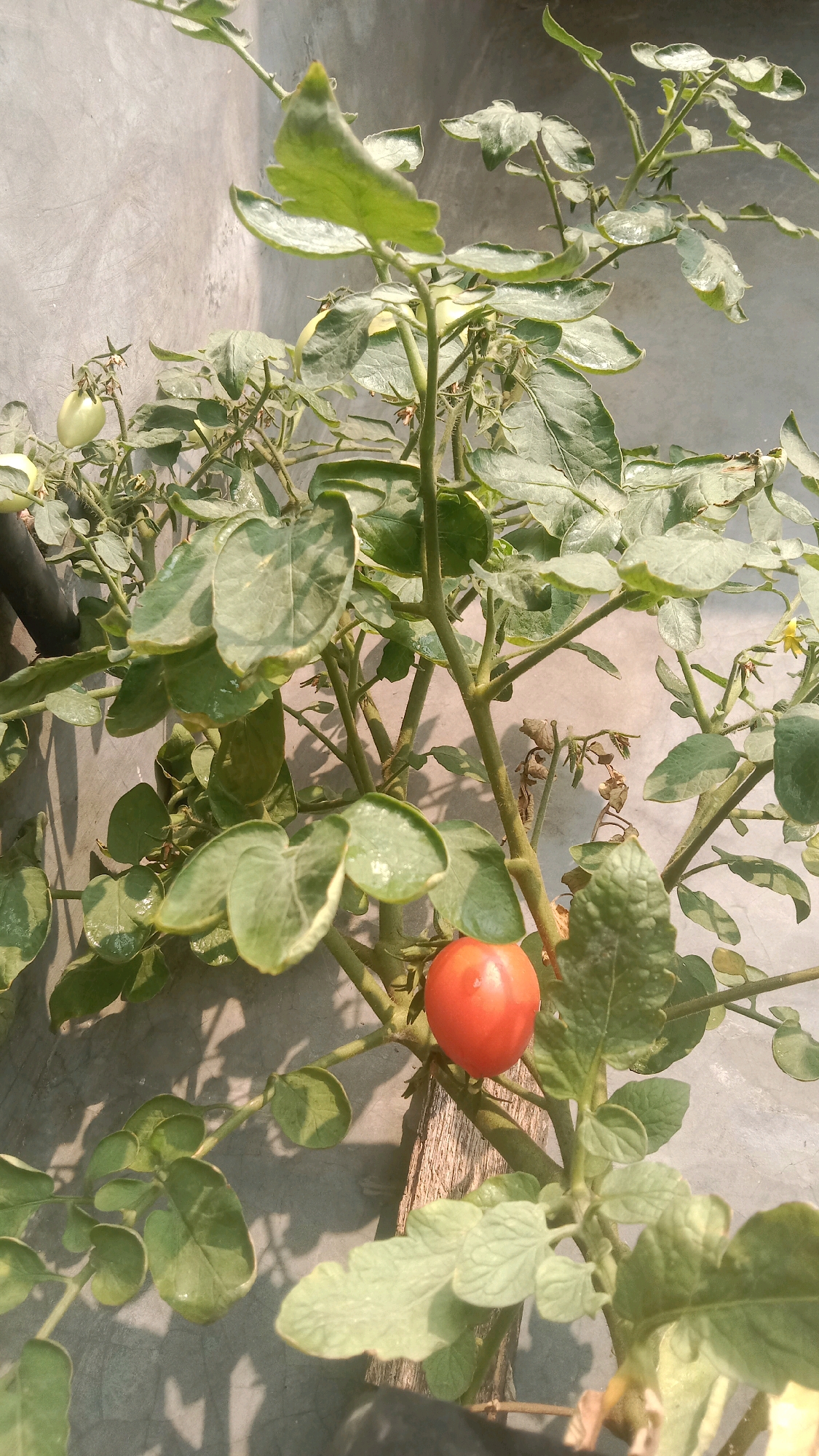 A single ripe tomato, bright red and round, hangs from its vine. The tomato is the focal point of the image, positioned slightly off-center to the right. It is surrounded by the lush green leaves and stems of a tomato plant. In the background, a light gray concrete wall provides a neutral backdrop, with shadows of the plant cast upon it. The scene suggests an outdoor setting, possibly a balcony or garden in Jalenjaya, Indonesia, where the plant is being cultivated. No people or other subjects are visible.