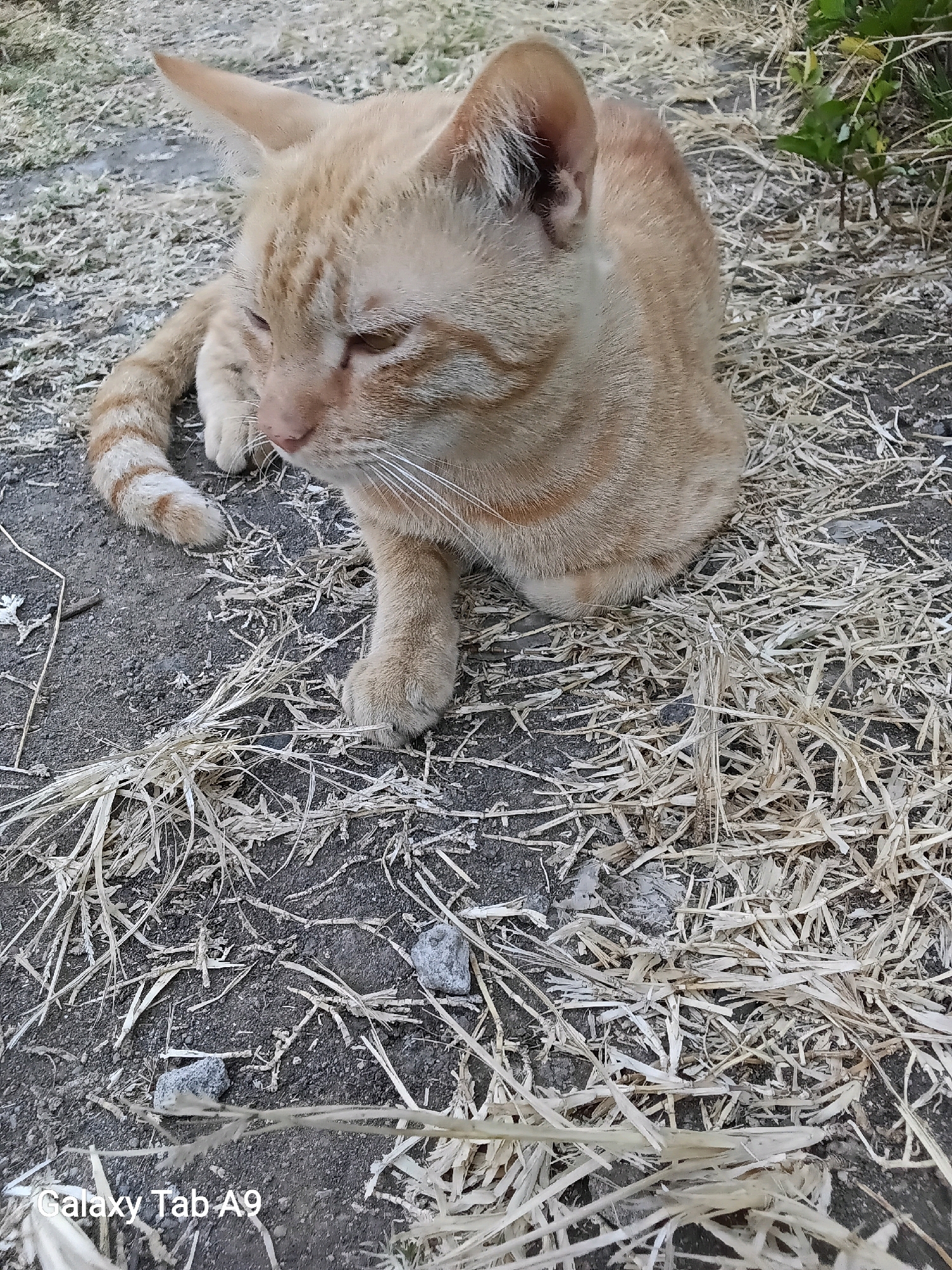 A ginger cat is resting on a dry, earthy ground with scattered dry grass and small stones. The cat is lying down with its eyes partially closed, appearing relaxed. Its fur is light orange with darker tabby stripes on its tail and legs. The background is a blur of more dry grass and dark soil. The image is taken from a slightly elevated angle looking down at the cat. The bottom left corner of the image contains a watermark that reads "Galaxy Tab A9".