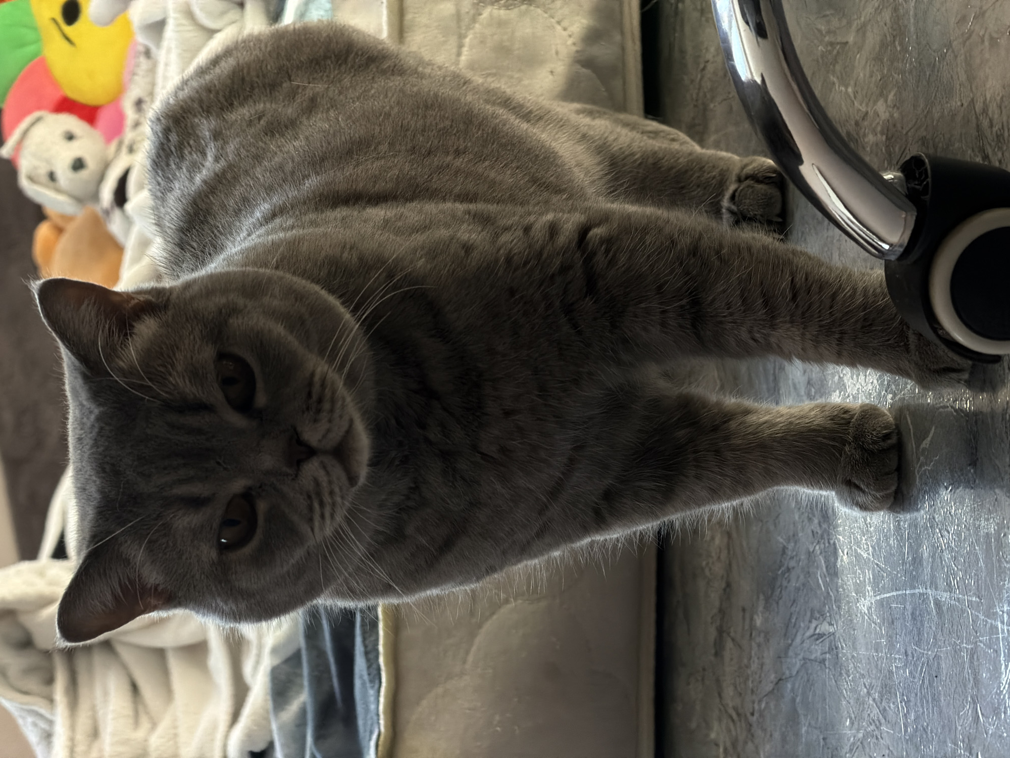 A gray British Shorthair cat is lying on a surface with a light-colored, patterned cushion. The cat is facing the camera with outstretched front paws. The surface appears to be textured and possibly metallic. In the background to the left, are soft toys. A metal chair leg with a black wheel is visible to the right of the cat. The location of the image is Perm, Russia, based on similar public images available.