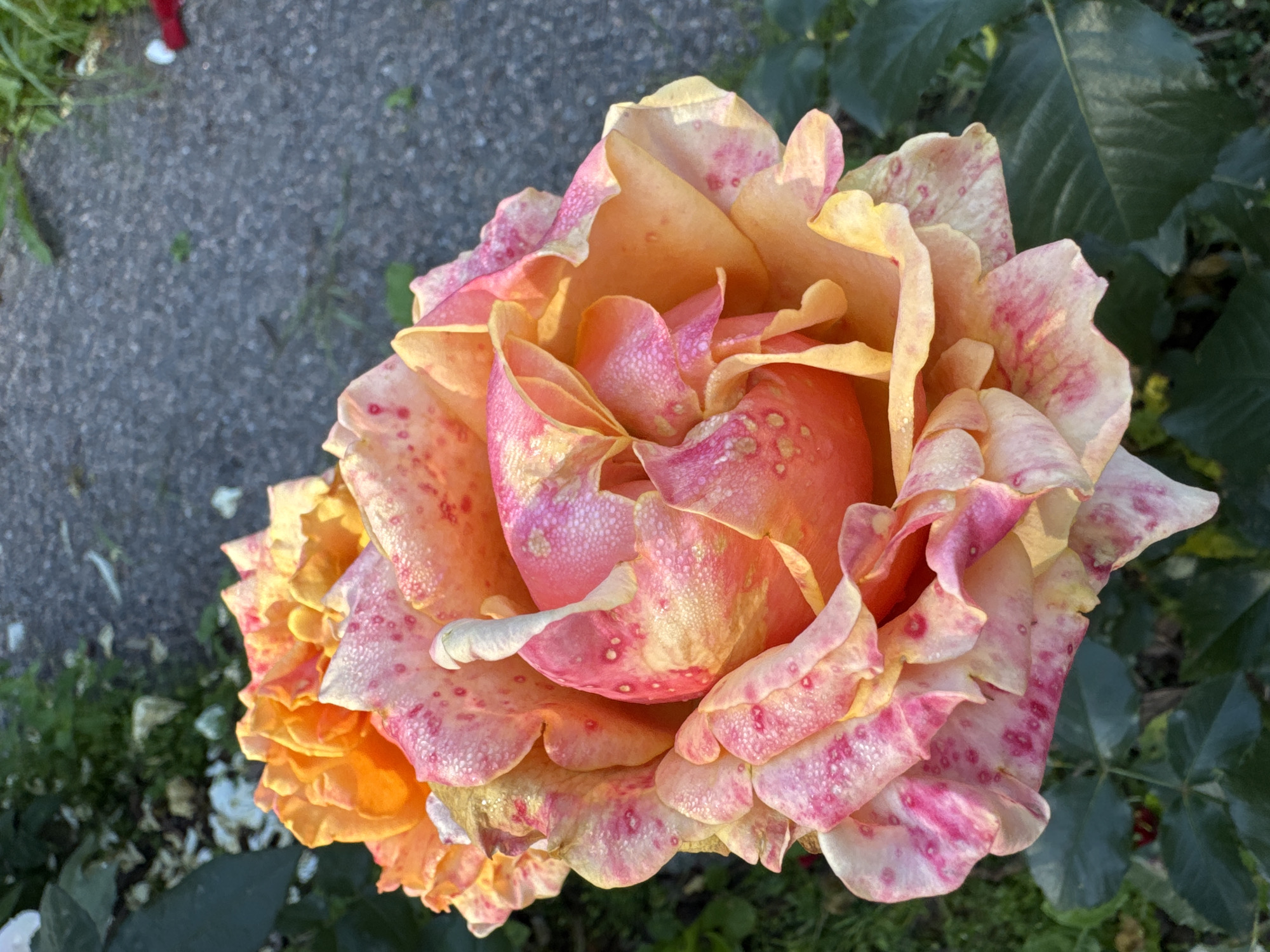Two blooming roses, one predominantly orange and yellow and the other a mix of orange, pink, and yellow, are the primary subjects in this close-up, eye-level shot. The roses are covered in dew drops, which glisten in the light, enhancing their vibrant colors and delicate textures. The petals have a speckled appearance, with splashes of pink and reddish-pink on the lighter colored petals. In the background, a gray paved surface, possibly a sidewalk or path, is visible, with patches of green grass and foliage. A few fallen white and reddish petals are scattered on the ground. The lighting suggests it is daytime, likely early morning due to the dew. The image appears to be taken outdoors in a garden or park setting. The specific location in the city of Steklyannyi, Russia, cannot be determined from the visual information provided in the image.