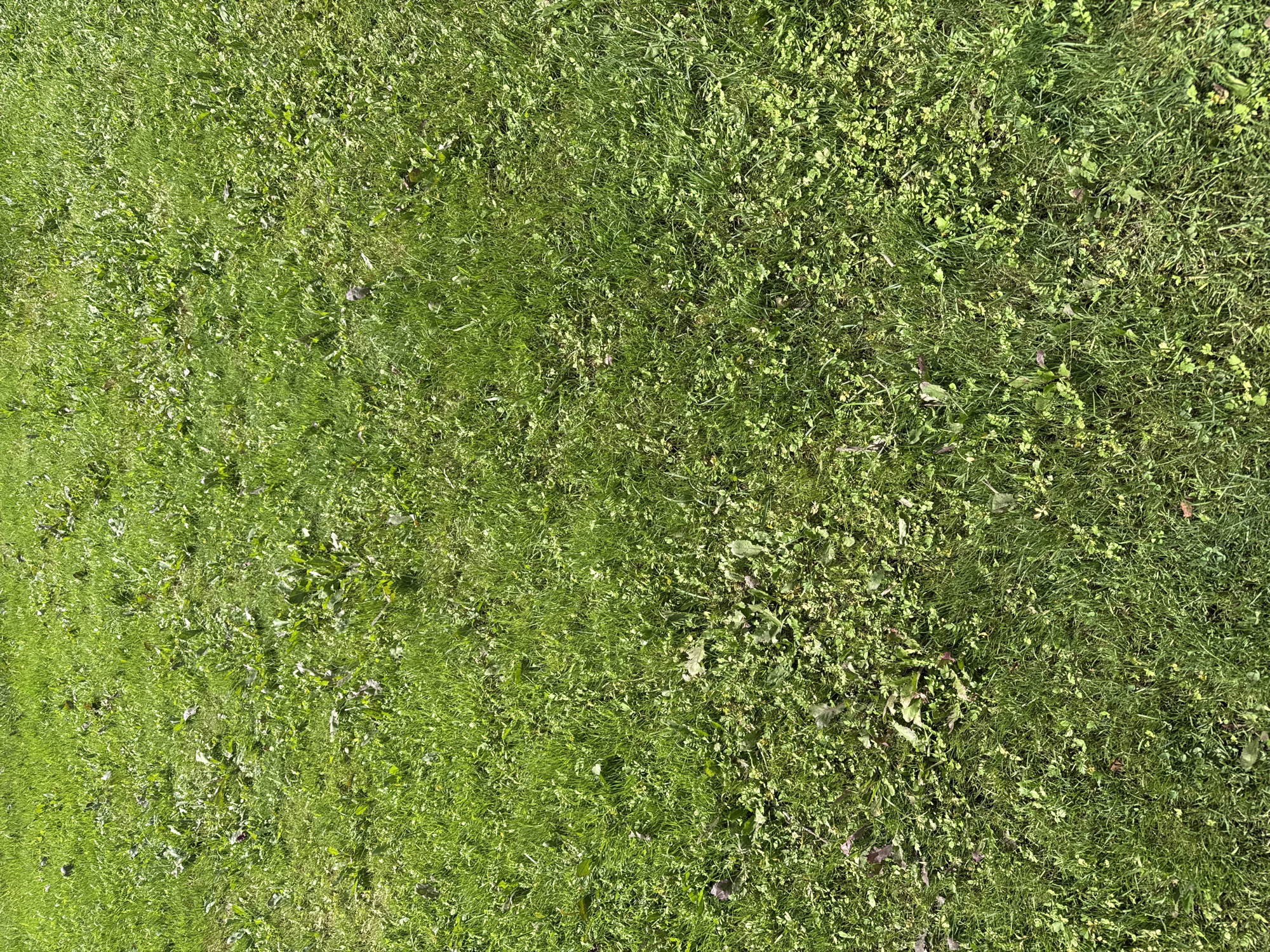 The image shows a close-up, top-down view of a grassy area. The grass is predominantly green, with some patches of yellowing and brown dead grass mixed in. There are various weeds and clover interspersed throughout the lawn. The lighting suggests it is daytime, with some shadows indicating the presence of sunlight. No people or specific objects are visible. The scene appears to be an outdoor area, likely a park or a lawn.