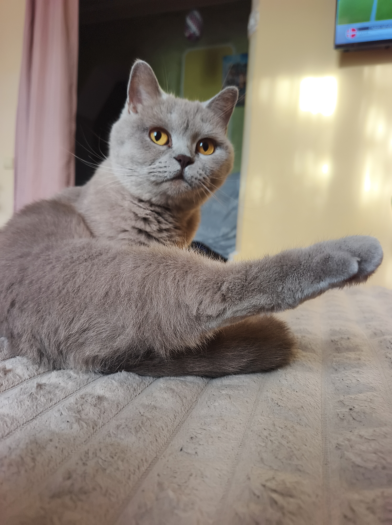 An image captured indoors in Ternopil, Ukraine, displays a domestic shorthair cat, likely a British Shorthair breed, positioned centrally on a light grey, textured, plush blanket featuring vertical stitched lines. The cat exhibits a lilac-grey coat and distinct amber-colored eyes, gazing directly towards the viewer. It is observed in a seated posture with its right hind leg extended vertically, exposing its paw pad, while its tail is curled to the lower right. In the background to the left, a muted pink curtain is partially visible. The wall behind the cat is a pale yellow hue, reflecting multiple light sources, indicative of artificial illumination. To the upper right, a portion of a wall-mounted television screen is visible, displaying digital graphics with green, white, and red elements, characteristic of a user interface for a video game or broadcast. No human subjects are present in the frame.
