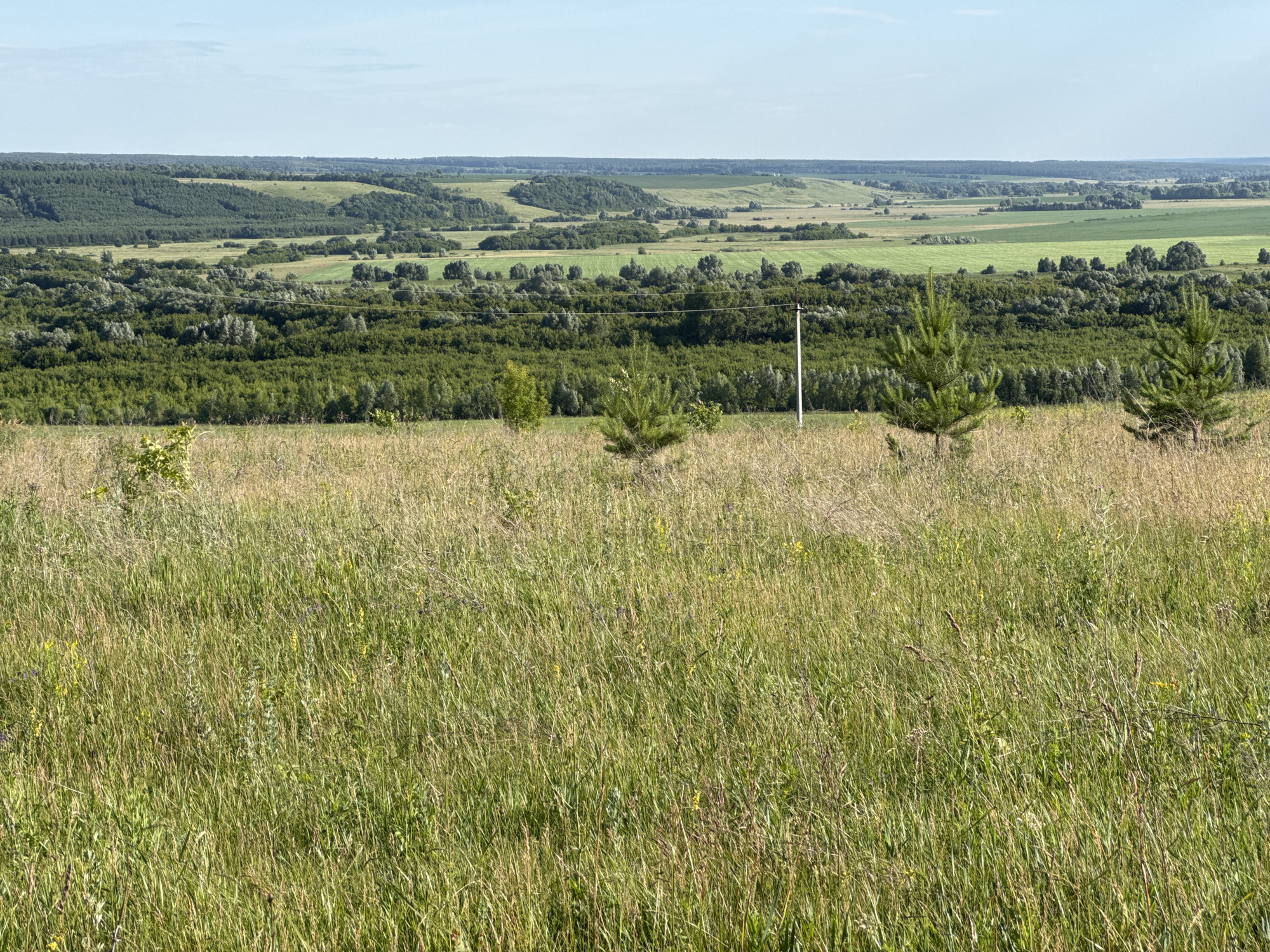 An outdoor, wide-angle, high-angle shot depicts a rolling landscape under a clear, light blue sky. The foreground is dominated by a field of dry, golden-brown grass, interspersed with some green blades and a few small yellow wildflowers. In the mid-ground, a line of lush green trees stretches across the frame, with scattered saplings and a white utility pole visible in front of them. Beyond the trees, the landscape unfolds into a series of undulating green hills and fields, suggesting agricultural use. The overall impression is one of a serene, natural setting.