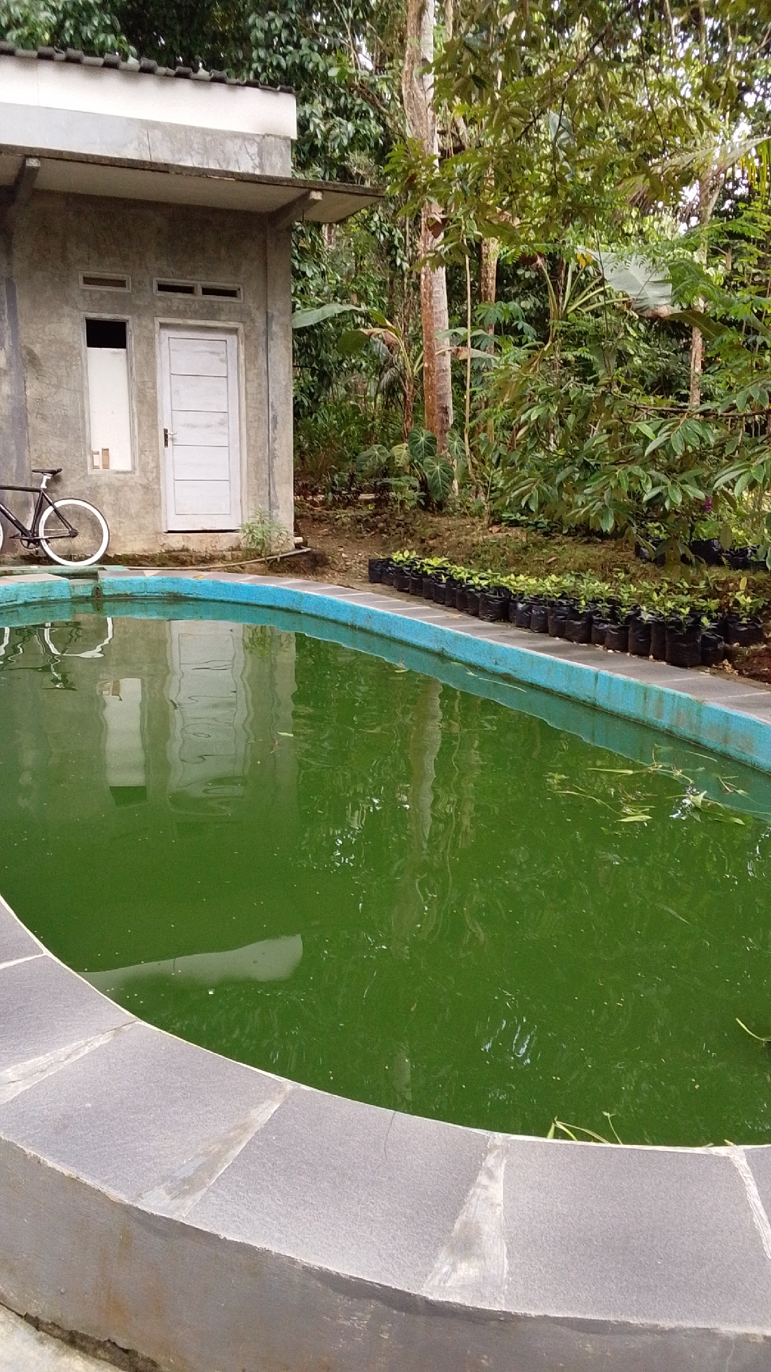 The image captures a partially filled swimming pool with green, murky water, situated outdoors in a tropical or subtropical environment, likely in Parakanmanggu, Indonesia. The pool's edge is lined with grey stone tiles. To the left, a small, utilitarian building constructed of concrete with a light-colored roof is visible. This building has a white door and a narrow, horizontal window. A black bicycle with white rims is parked to the left of the building. Behind the pool and building, a dense area of lush green foliage and trees dominates the background, characteristic of a tropical landscape. In the mid-ground, along the edge of the pool, a row of small potted plants in black bags are neatly arranged. The lighting suggests it is daytime, with overcast or diffused sunlight.
