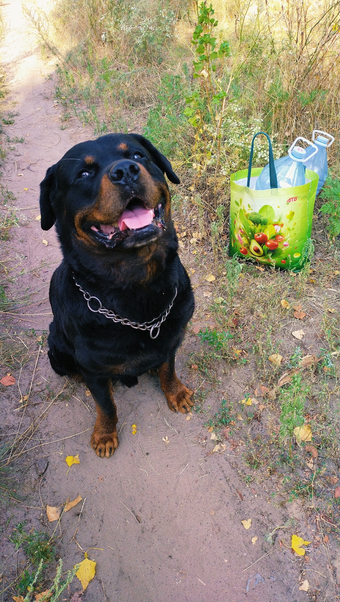 A rottweiler dog is sitting on a dirt path in a grassy, outdoor area. The dog is black and tan with a chain collar. It is looking up with its mouth open and tongue out. To the right of the dog, there is a green reusable shopping bag with a picture of vegetables on it, and two large plastic bottles. The background consists of dry grass and some green foliage. The image appears to have been taken on a sunny day. The location is likely a park or natural area within the city of Horishni Plavni, Ukraine, given the context provided.