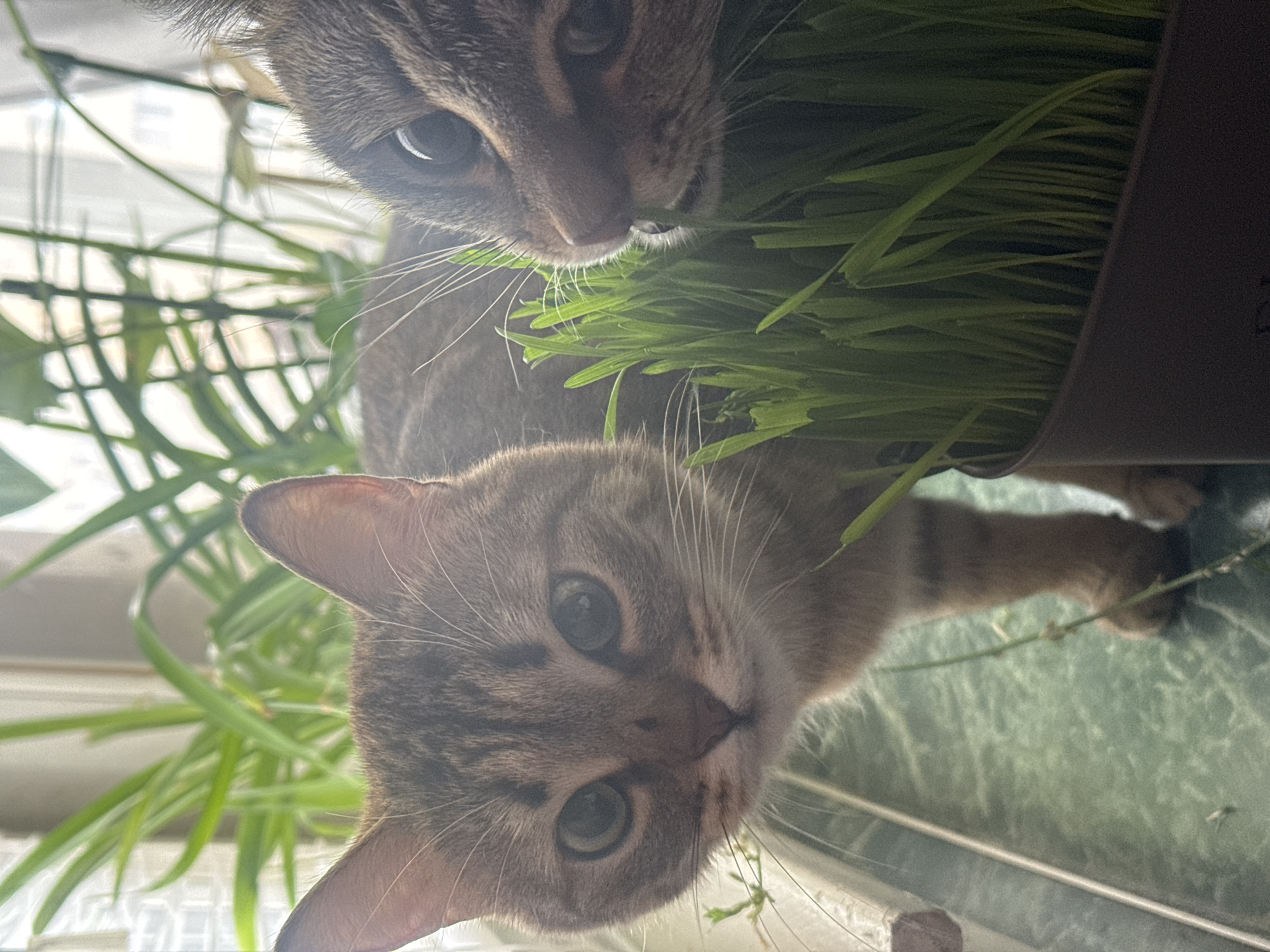 Two tabby cats are eating from a pot of cat grass. The scene is likely indoors, as a window is visible in the background. The surface the pot sits on appears to be a green countertop. No people are visible. The city of Chaikovsky, Russia, cannot be determined from the information given in the image.
