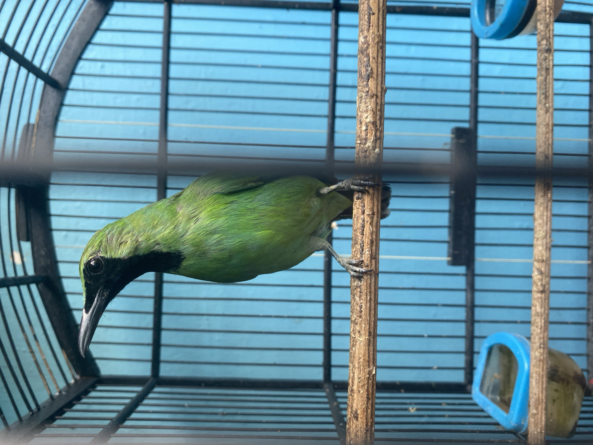 A full-body shot shows a green bird standing on a wooden perch inside a black metal cage. The bird faces left, with its head slightly tilted upwards. Its plumage is a vibrant green, with darker green accents around its eyes and throat. The cage bars are visible in the foreground, creating a slightly blurred effect on the bird and its surroundings. The background is a solid, bright blue. Two blue plastic feeders are attached to the cage walls, one on the left and one on the right, both containing some liquid. The image appears to be taken outdoors, possibly in the city of Rembangkepuh, Indonesia, given the context provided.