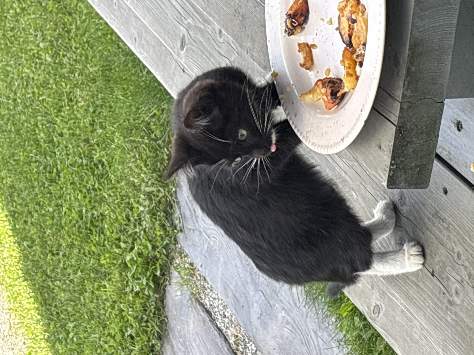 A black and white cat is on a wooden picnic table outdoors. The cat is leaning over a white plate with leftover food on it, and its pink tongue is sticking out. The table is weathered and has visible wood grain. Behind the table is a patch of green grass and some stone pavers. The scene appears to be in a residential backyard.