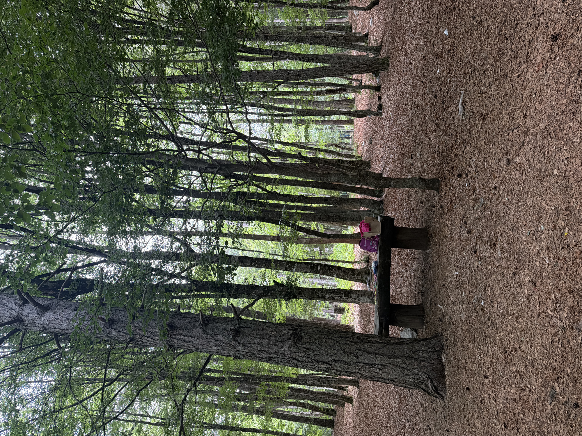 This image captures a tranquil forest path in Mali Bostur, Montenegro, viewed as if oriented in portrait mode despite the original rotation. Tall, slender trees with lush green foliage line both sides of the path, forming a dense canopy overhead that allows dappled sunlight to filter through. The ground is entirely covered with a thick carpet of brown leaves, pine needles, and scattered pinecones.
In the middle ground, positioned on the right side of the path, there is a rustic wooden picnic bench. On the bench, a small pink backpack and a purple insulated bag or bottle are visible. No people are present, creating a peaceful and serene atmosphere. The scene suggests a quiet moment at a rest stop or picnic area within the forest.
The time of day appears to be daytime, likely late morning or early afternoon, given the quality of the light filtering through the trees. The weather seems clear, contributing to the bright and inviting feel of the forest. The overall impression is one of natural beauty and calm. There is no visible text in the image.