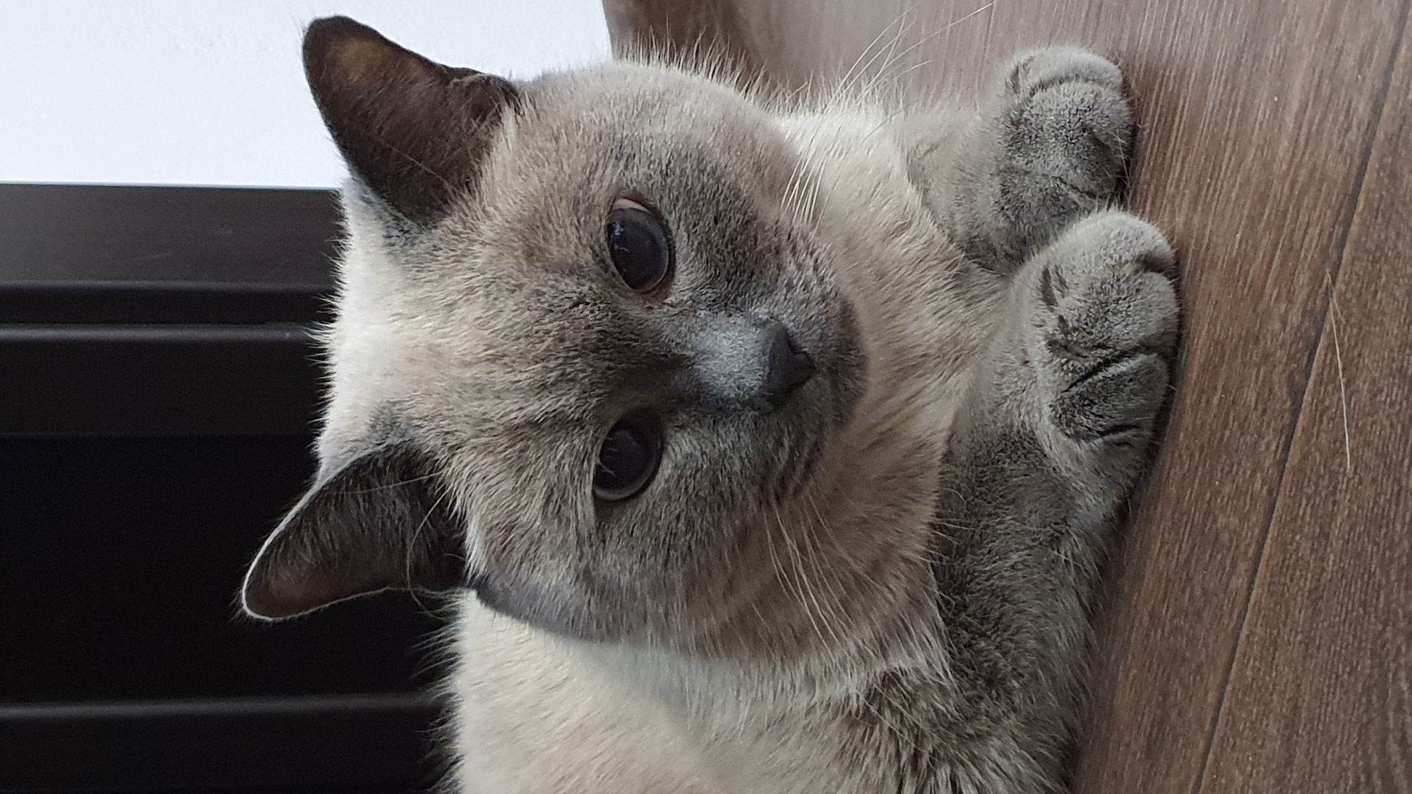 A Siamese cat is lying on a wooden floor, with its paws tucked underneath it. The cat is facing forward, with its head slightly tilted to the left. Its fur is a light cream color, with darker points on its ears, face, and paws. The cat's eyes are large and blue, and it has a small, black nose. Behind the cat, there is a black, vertical structure, possibly a door or a wall panel. The lighting is soft and natural, coming from the right side of the image. The image appears to be taken indoors. No specific location in Krasnoyarsk, Russia can be determined from the image.
