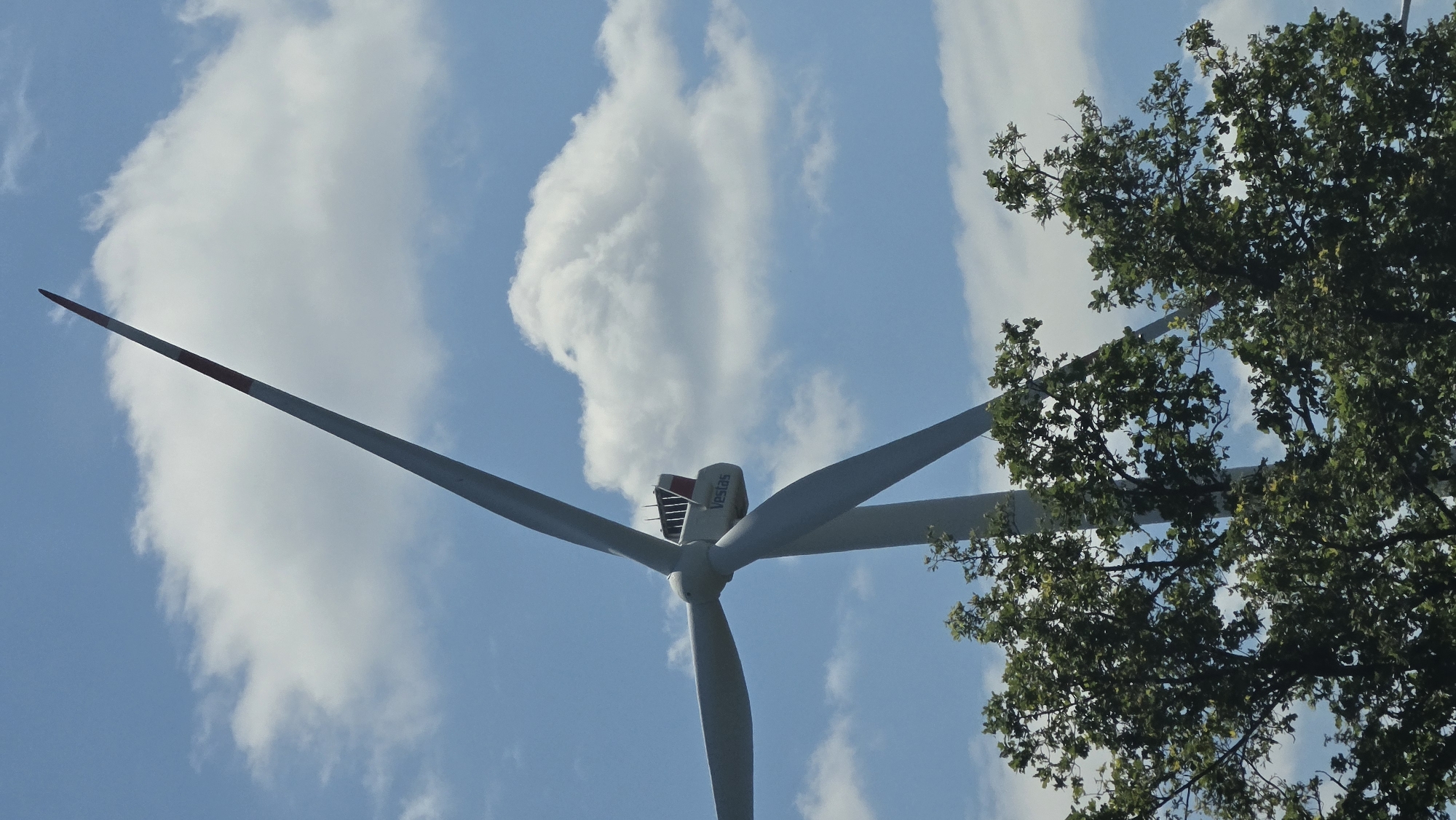 This is a low-angle shot of a wind turbine against a bright blue sky with scattered white clouds. One of the turbine's blades, which is long and pointed, extends diagonally from the lower left to the upper left of the frame, featuring a red and white striped tip. The central nacelle of the turbine is visible at the intersection of the blades and bears the "Vestas" logo. To the right of the turbine, a portion of a lush green tree with dense foliage is in the foreground, partially obscuring one of the turbine's blades. The scene suggests an outdoor, possibly rural setting in Calau, Germany, on a clear day. The lighting indicates it is daytime, likely midday given the brightness. No people are visible, and the overall impression is one of industrial technology harmonizing with nature. The image is oriented vertically, giving a sense of looking up at the imposing structure and the sky.