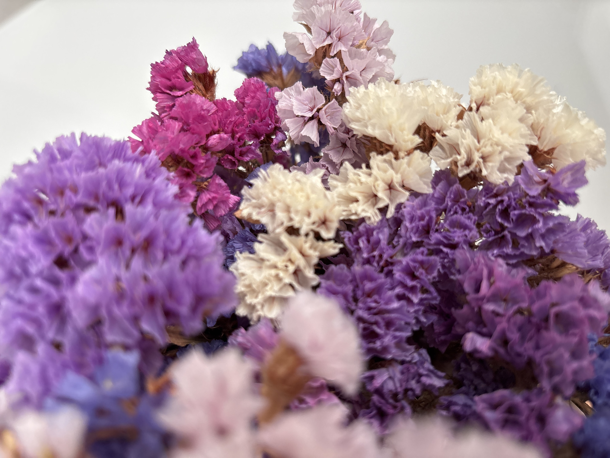 The image displays a close-up, vertical, indoor shot of a bouquet of dried flowers. The flowers are clustered together, filling most of the frame, with a white background dominating the upper right portion of the image. The bouquet features a variety of colors, including shades of purple, pink, cream, and a hint of blue. The texture of the flowers appears delicate and feathery, with numerous small petals. The lighting is bright and diffused, creating soft shadows and highlighting the details of the flowers. There are no people, animals, or signs of outdoor environments visible in the image, and no specific location in Razdolnoye, Russia is indicated or discernible. The focus is entirely on the floral arrangement.