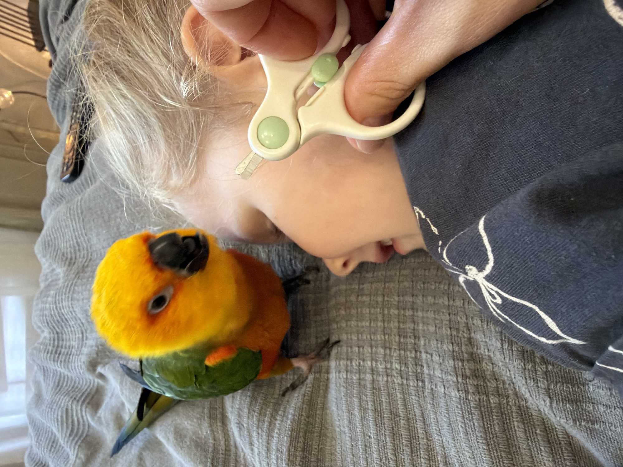 An overhead, close-up shot shows a sun conure parrot standing on a gray textured blanket, looking at a young child. The parrot is mostly yellow and orange on its head, with green and red on its body. The child, lying on its back, is viewed from the side, with their head and shoulder visible. A person's hand is holding a pair of white baby nail clippers, with green accents, near the child's ear. The background includes a blurred out light fixture and a glimpse of a window. The scene appears to be indoors, possibly a bedroom.