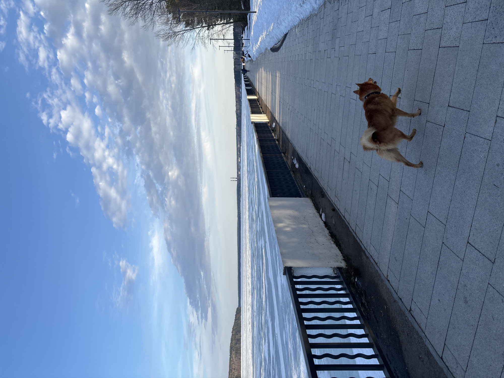 The image depicts a waterfront scene on a sunny day in Chaikovsky, Russia. The water is partially frozen, with a layer of ice visible on the surface. The sky is blue with scattered white clouds. A promenade runs along the waterfront, paved with gray rectangular stones.
A reddish-brown dog with a fluffy tail is standing on the promenade. The dog is wearing a collar and appears to be alert and looking towards the water. A metal railing runs along the edge of the promenade, separating it from the water. Stairs lead down from the promenade to the water level.
In the distance, along the promenade, there are streetlights and some people. Patches of snow are visible near the streetlights. The overall scene suggests a cold but sunny winter day in a Russian city with a waterfront park.