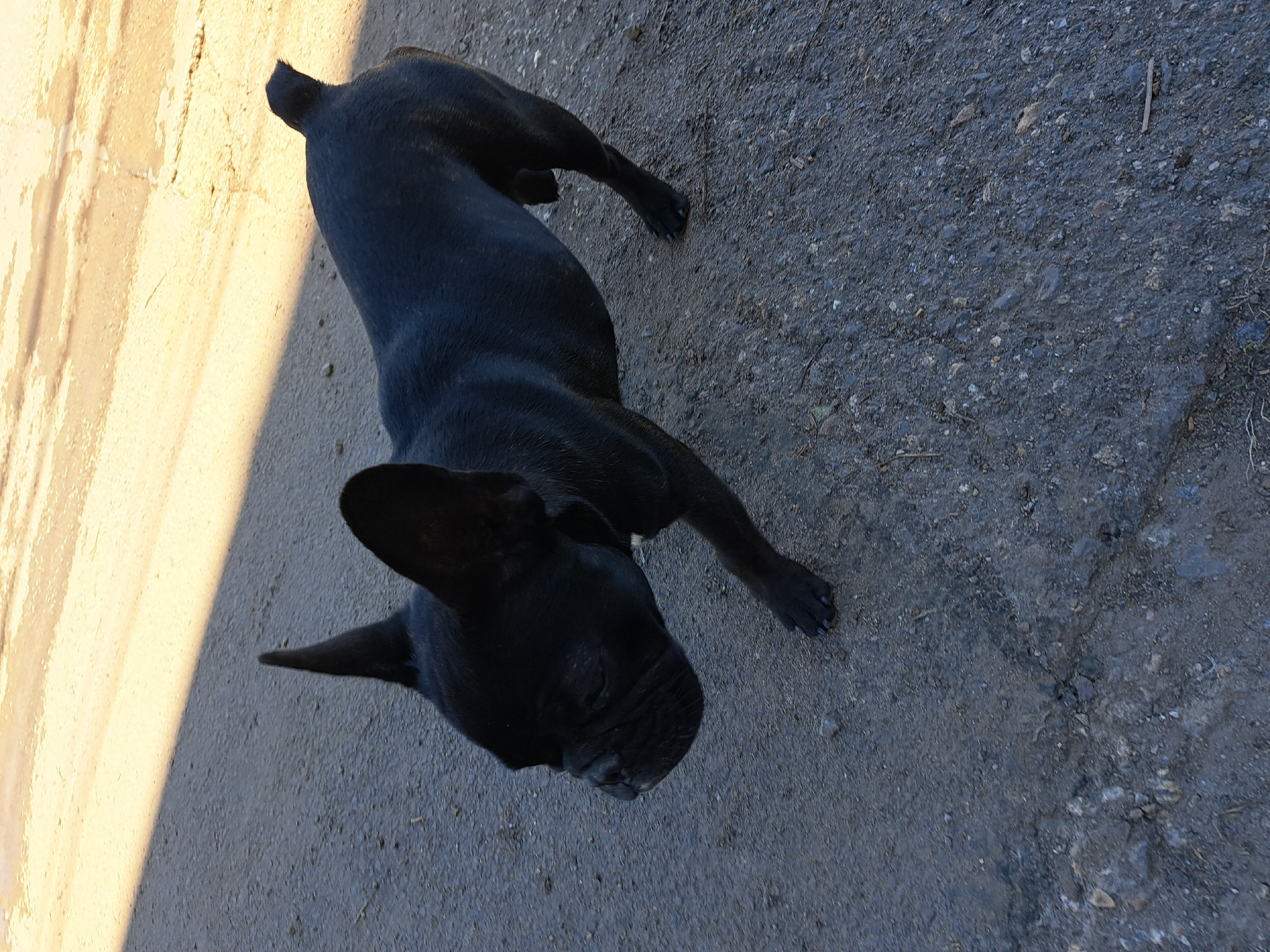 A black French bulldog is lying down on a paved surface, possibly a sidewalk or street. The dog is positioned in the lower center of the frame, facing towards the bottom. Its front paws are slightly extended, and its tail is visible in the upper left corner. Part of the pavement on the left side of the image is lighter in color, possibly due to sunlight. The paved surface appears to be cracked or uneven, with a mix of dark gray and black tones. No other individuals or objects are immediately apparent. The location is Unknown, Unknown.