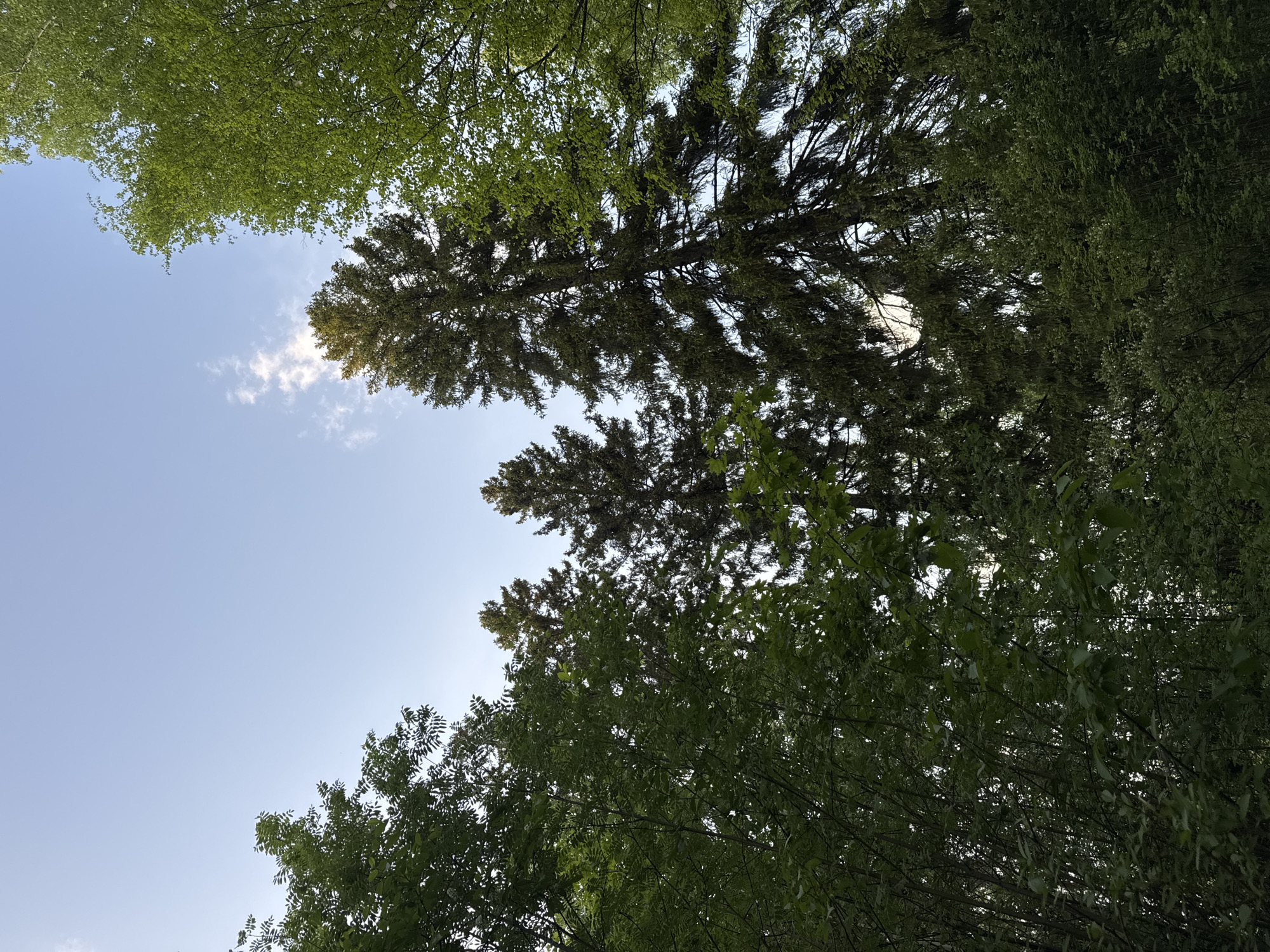 The image depicts a view looking up through tree branches towards a light blue sky with a few scattered white clouds. The trees are located somewhere in the city of Izhevsk, Russia. The foliage varies in color and texture, suggesting a mix of tree species. Sunlight is filtering through the leaves in places.