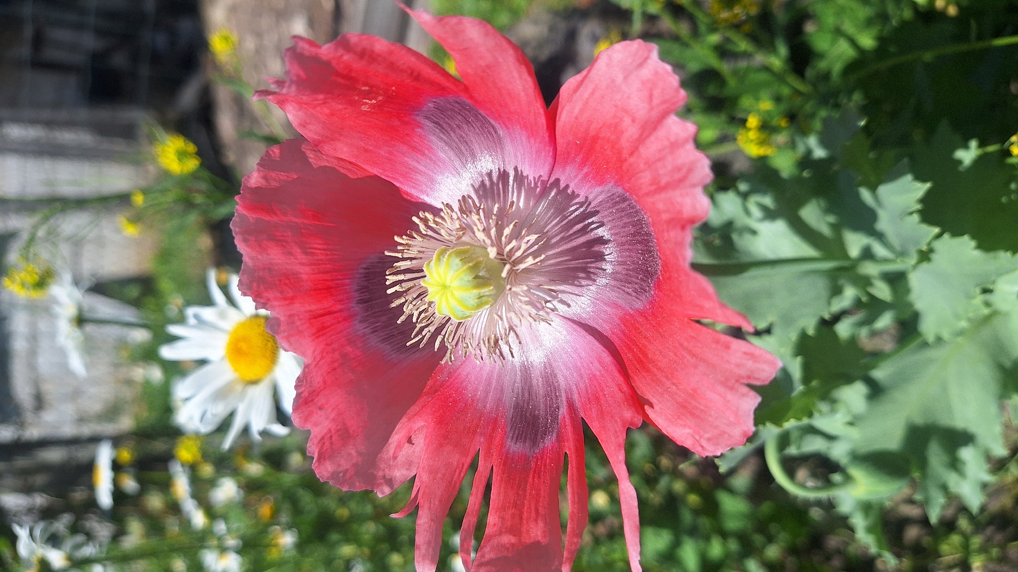 In this close-up, vertical shot, a vibrant pink poppy flower dominates the foreground. The poppy's petals display a gradient of color, transitioning from a deep reddish-pink at the outer edges to a lighter pink and white near the center. The dark, almost black, center of the flower is sharply defined, contrasting with the delicate pistil and stamens, which are a pale yellow-green. The flower is supported by a green stem and large, serrated leaves, which are out of focus. In the background, several white daisies with yellow centers are visible, also blurred. Small yellow flowers and green foliage fill the rest of the background, creating a soft, natural setting. The lighting suggests it is a sunny day, with shadows and highlights accentuating the textures of the poppy. The image is likely taken in a garden or a field.