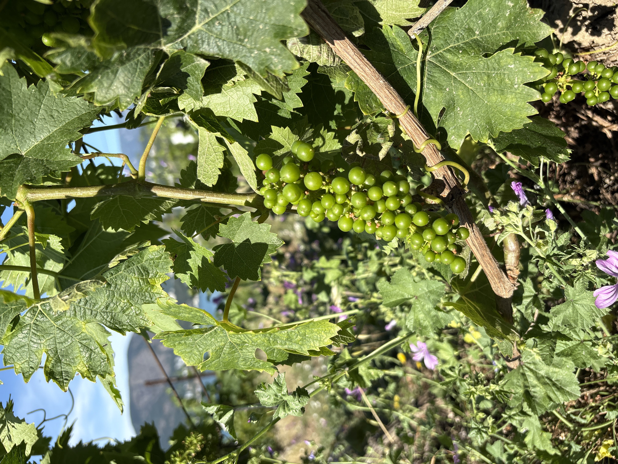 This is a close-up, eye-level, outdoor shot of a grapevine with a cluster of unripe green grapes. The grapes are small and round, clustered tightly together on a green stem. The vine has large, green leaves with serrated edges, some of which are casting shadows. A dry, woody branch of the vine is visible, wrapped with a yellow tie. In the background, out of focus, are more green foliage, purple and yellow wildflowers, and a body of water with a distant mountainous landscape under a bright blue sky. The scene is illuminated by natural sunlight, creating high contrast. The location is not identifiable as being in the city of Unknown, Ukraine.