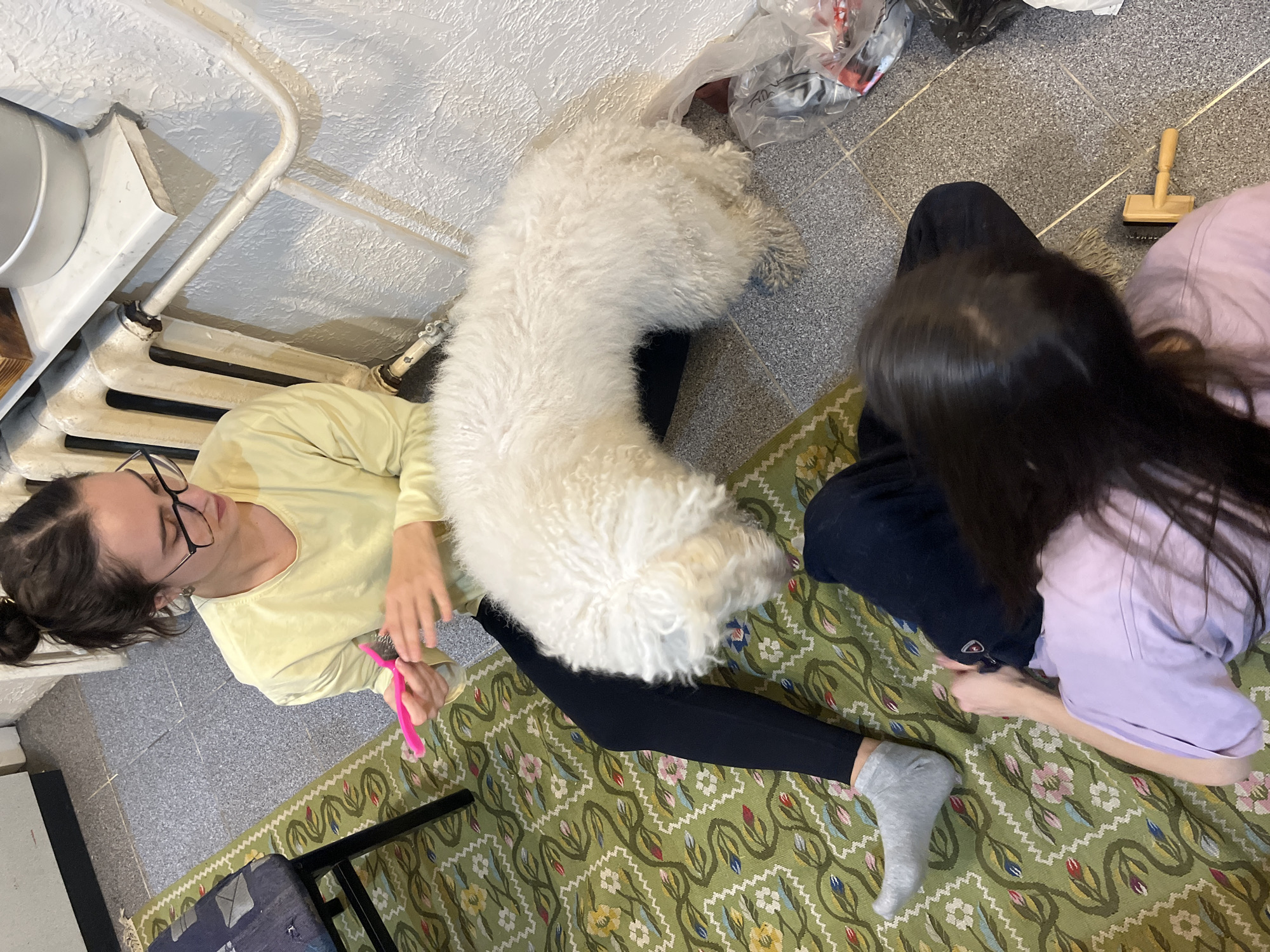 The image presents an overhead perspective of an indoor setting. Two individuals, presumably female, are seated on a green, patterned rug, adjacent to a white, furry dog. One person, wearing a light yellow shirt and glasses, is holding a pink comb or brush, potentially grooming the dog. The other individual is wearing a lilac-colored shirt and is situated on the right side of the frame. The dog is positioned between them. To the left, a radiator and part of a chair are visible. In the background, there is a tile floor with a plastic bag containing items. The scene appears to be indoors, potentially in a residential setting.