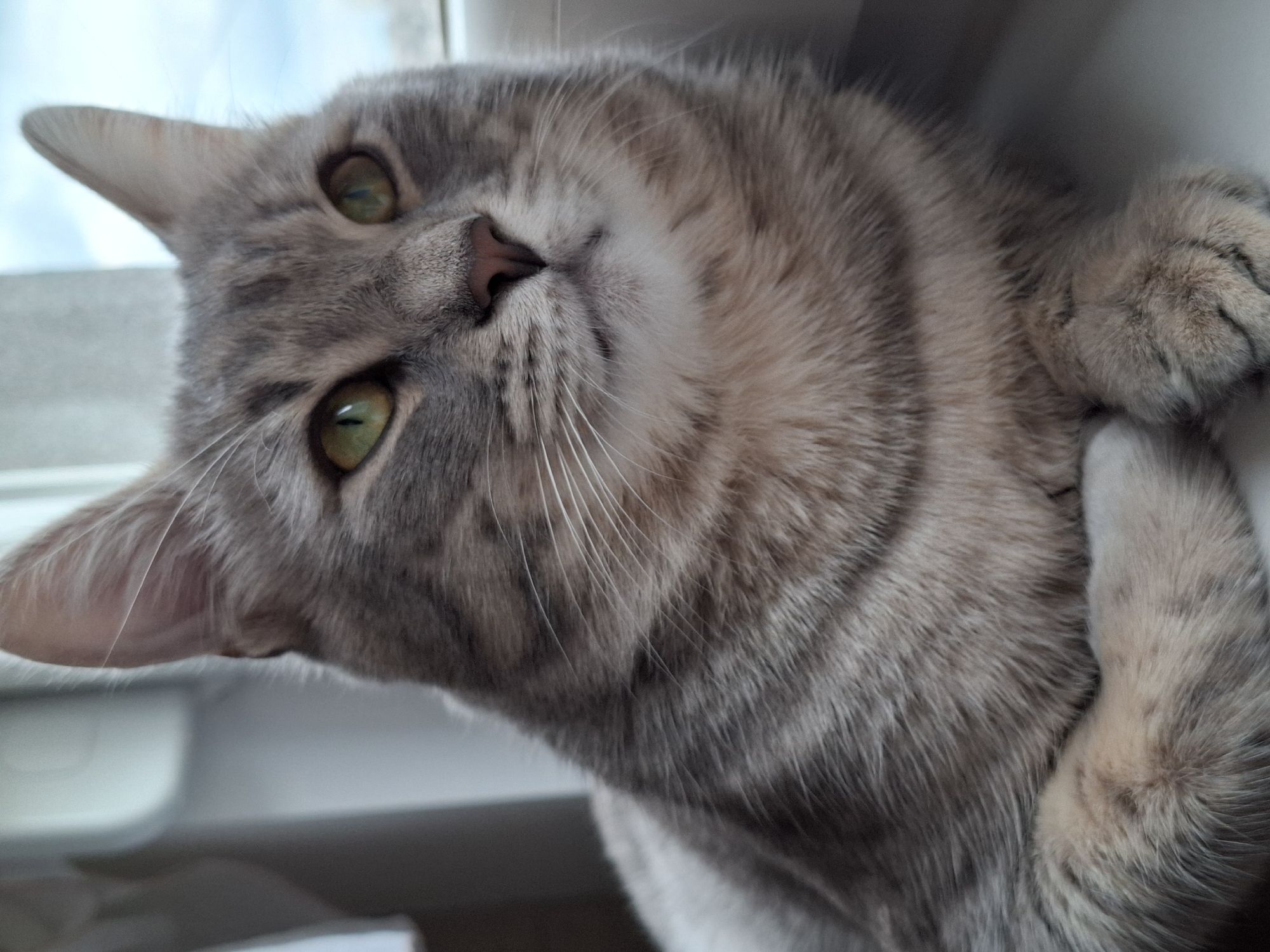 A close-up photograph captures a domestic short-haired cat lying down, likely on a windowsill or similar surface, in Novi Sad, Serbia. The cat, with striking gray and tan tabby markings, has its head tilted slightly upwards, looking directly into the camera with bright, emerald green eyes. Its small, pink nose and long, white whiskers are prominent features, contributing to a curious and attentive expression.
The cat's fur appears soft and fluffy, showcasing the distinct striped patterns across its face, ears, and body. Its front paws are visible on the right side of the frame, tucked gently, suggesting a relaxed posture. The lighting is soft and natural, indicating daytime, and illuminates the cat's features, especially the subtle variations in its fur color.
The background is softly blurred, providing a sense of depth and focusing attention entirely on the feline subject. A light-colored surface runs along the bottom and left edges, likely the interior windowsill, while a bright, out-of-focus area in the upper background suggests a view of the sky or a bright outdoor scene through a window. There is no visible text in the image. The overall mood is calm and engaging, highlighting the cat's appealing features.