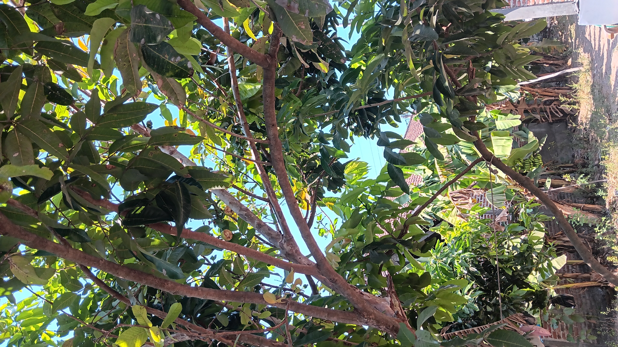This is a photograph taken from a low angle, looking up into the branches of a tree with green leaves and brown bark. The sky is visible between the leaves, and it is a clear blue. In the background, there are banana trees and some buildings. The overall scene is one of lush greenery and a tropical environment. The image was taken in Sonobekel, Indonesia.