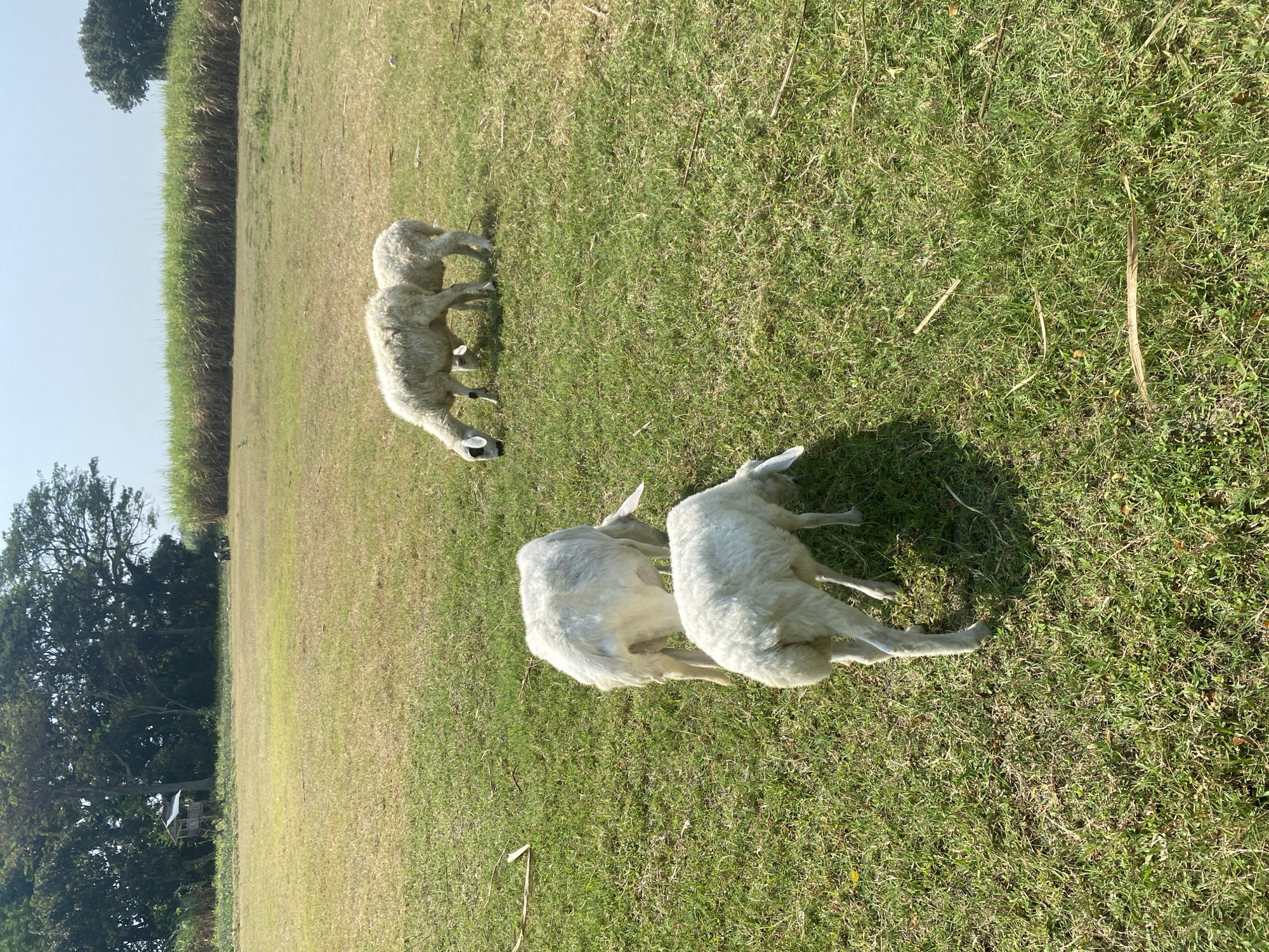 The image depicts a rural outdoor scene in Kediri City, Indonesia. The foreground is dominated by a green grassy field with some dry patches and fallen leaves. Three white sheep are grazing in the field. Two of the sheep are closer to the foreground, with one facing away from the camera and the other facing towards the camera with its head down grazing. Further back, two more white sheep are also grazing, with one facing away and the other partially obscured. In the background, a dense line of tall green sugarcane stalks forms a natural border. Beyond the sugarcane, there are trees and a clear blue sky. A small wooden structure, possibly a hut or observation post, is visible amongst the trees on the left side of the image. There are also indications of human activity in the distance, with a few figures and a possible small vehicle on a path or open area behind the sugarcane. The lighting suggests it is daytime, with sunlight casting shadows on the grass.