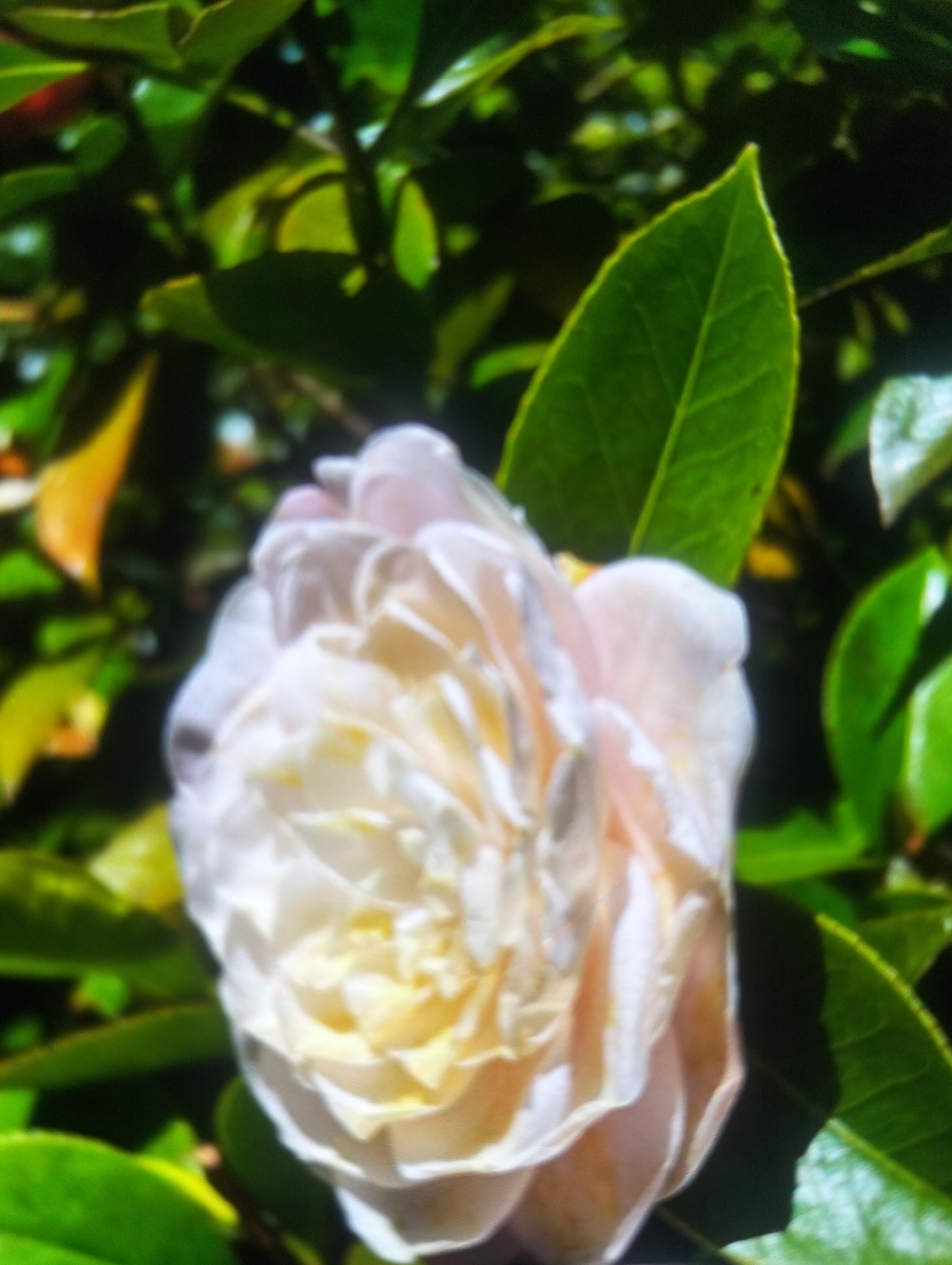 The image shows a close-up of a pale pink and white camellia flower with many petals. The flower is partially obscured by dark green leaves, some of which are in focus, while others are blurred. The background is also filled with dark green foliage, with some lighter green and yellowish-orange elements, possibly other flowers or leaves. The lighting suggests an outdoor setting, likely in a garden or natural environment. The image is somewhat blurry, giving a soft focus effect. There is no indication of the city of Payagaboh, Indonesia in this image.