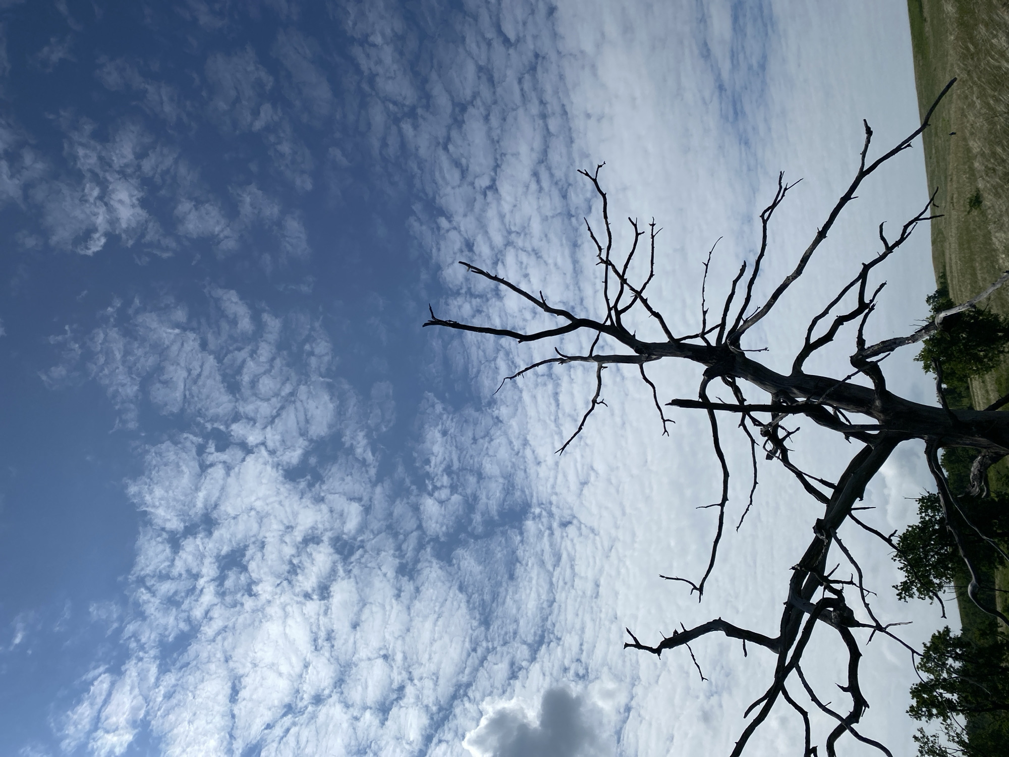 The image depicts a dead, gnarled tree silhouetted against a sky filled with patchy white clouds. The tree's branches are bare and twist in various directions. In the background, a grassy field stretches towards the horizon, with some scattered green foliage visible on the left. The sky is a vibrant blue, with the clouds creating a textured pattern. The scene appears to be an outdoor landscape, possibly in Bogoslovka, Russia, given the context. There are no people or animals visible in the image.