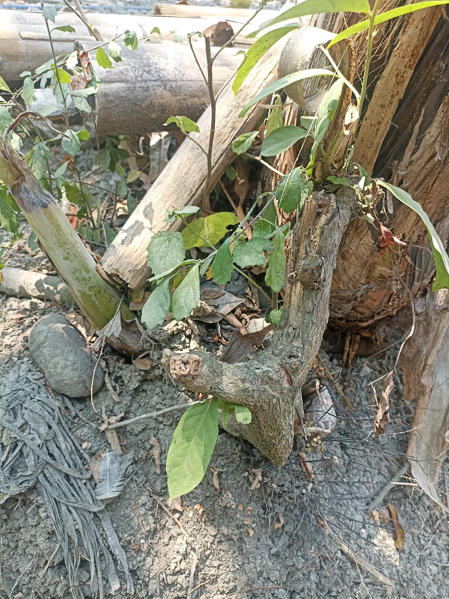 In Widoro, Indonesia, the image captures a close-up of a natural, outdoor environment. The foreground is dominated by a gnarled, thick branch of a dead tree, its bark textured and weathered. Emerging from the branch are several small, green leaves, suggesting a resilient plant growth amidst decay. The ground is composed of dry, gray soil with scattered debris, including dried leaves, small twigs, and what appears to be a piece of gray, fibrous material. In the background, several large, dried bamboo stalks are visible, lying horizontally and diagonally, contributing to the overall impression of a neglected or overgrown area. The lighting suggests it is daytime, with sunlight casting shadows and highlighting the textures of the natural elements. There are no people or animals visible in the frame.
