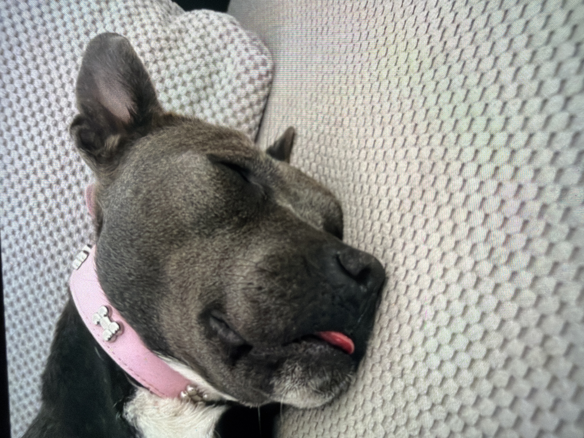 An overhead photograph captures a dark grey brachycephalic dog in a supine position, resting on a light-colored, textured upholstered surface within an indoor environment in Unknown, Unknown. The dog is positioned with its head towards the left side of the frame, eyes closed, indicating a state of sleep. A small, red portion of the dog's tongue is visible, protruding from its closed mouth. The dog is adorned with a pink collar featuring a silver-colored bone-shaped charm centrally located on the visible segment of the collar. Adjacent to the collar, a small section of white fur is visible on the dog's chest, along with several small, spherical, metallic-hued embellishments. The textured surface beneath the dog displays a repeating geometric pattern, possibly a hexagonal or woven design, in a light beige or off-white hue. To the right of the dog's head, a pillow with a similar patterned textile provides additional support. The background is indistinct, suggesting either an additional upholstered surface or a dark, shadowed area.