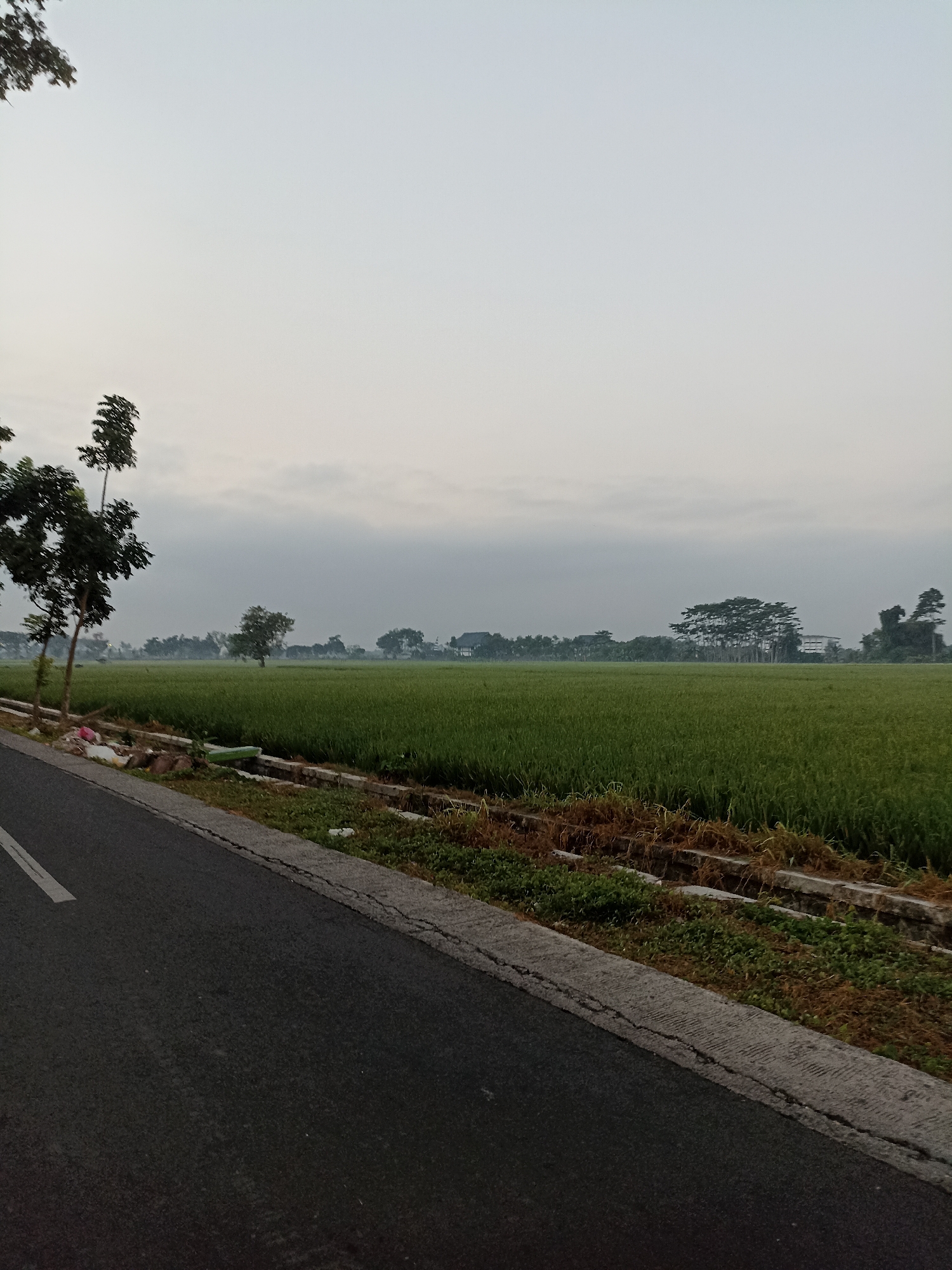An asphalt road with a white line runs along the left side of the frame. Adjacent to the road is a ditch with green vegetation and some dry grasses. Beyond the ditch, a vast expanse of green rice paddies stretches to the horizon. Several trees are scattered across the landscape, with a cluster of larger trees and buildings visible in the distance. The sky is overcast, suggesting it might be early morning or late afternoon. The overall scene depicts a rural area in Lumajang, Indonesia, likely a rice-farming region. There are no people or animals visible in the image. The image appears to be a landscape photograph taken during a period of low light conditions.