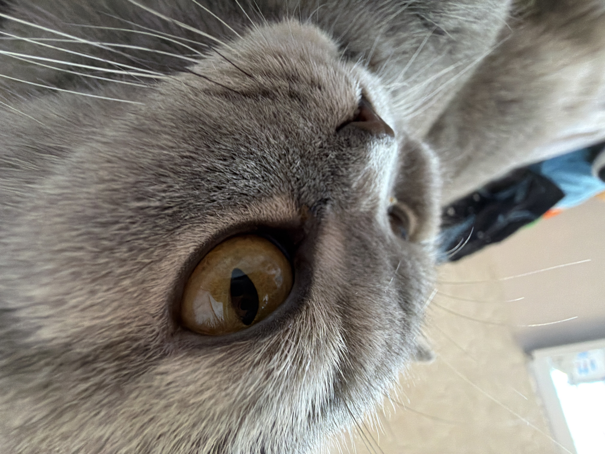 A close-up, angled shot captures the left side of a grey cat's face, focusing primarily on its eye and muzzle. The cat's head is tilted, and it appears to be looking upwards and slightly to the right, suggesting observation or curiosity.
The cat has dense, soft, blue-grey fur, with individual hair strands clearly visible. Long, white whiskers extend prominently from the side of its face. Its large, round eye is a striking amber or golden-brown color, featuring a distinct vertical black pupil. Reflections on the eye's surface indicate a well-lit indoor environment.
In the softly blurred background, glimpses of a room can be seen, including light-colored surfaces, possibly a floor or wall, and indistinct dark and light objects. The lighting appears natural, consistent with daytime. No text is visible in the image.