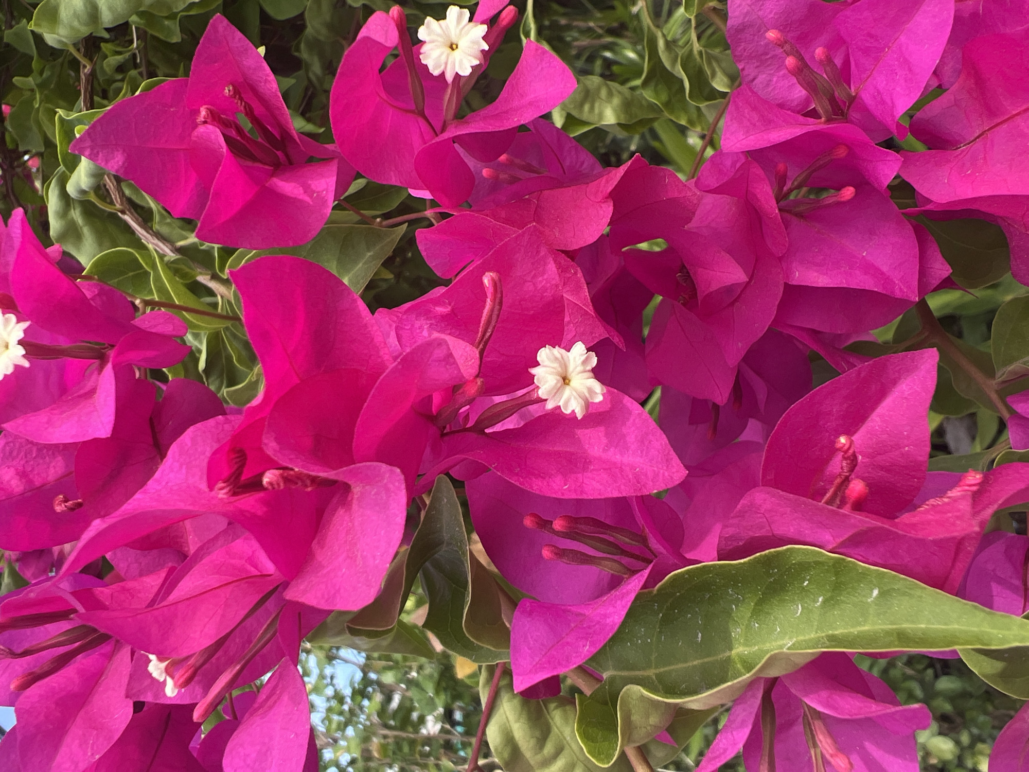 A close-up, vertical, eye-level shot showcases a cluster of vibrant fuchsia bougainvillea flowers in bloom, set against a backdrop of lush green leaves and hints of a bright blue sky. Several small, white flowers are interspersed among the larger, prominent fuchsia bracts, drawing the eye with their delicate contrast. The image captures the intricate details of the flowers, including the slender, dark stamens and pistils that emerge from the center of some of the fuchsia petals. The texture of the petals appears delicate and slightly crinkled. The overall impression is one of natural beauty and tropical abundance, indicative of the warm climate found in Ko Pha-ngan District, Thailand. There are no people or specific man-made objects visible in the frame, focusing entirely on the botanical subject.