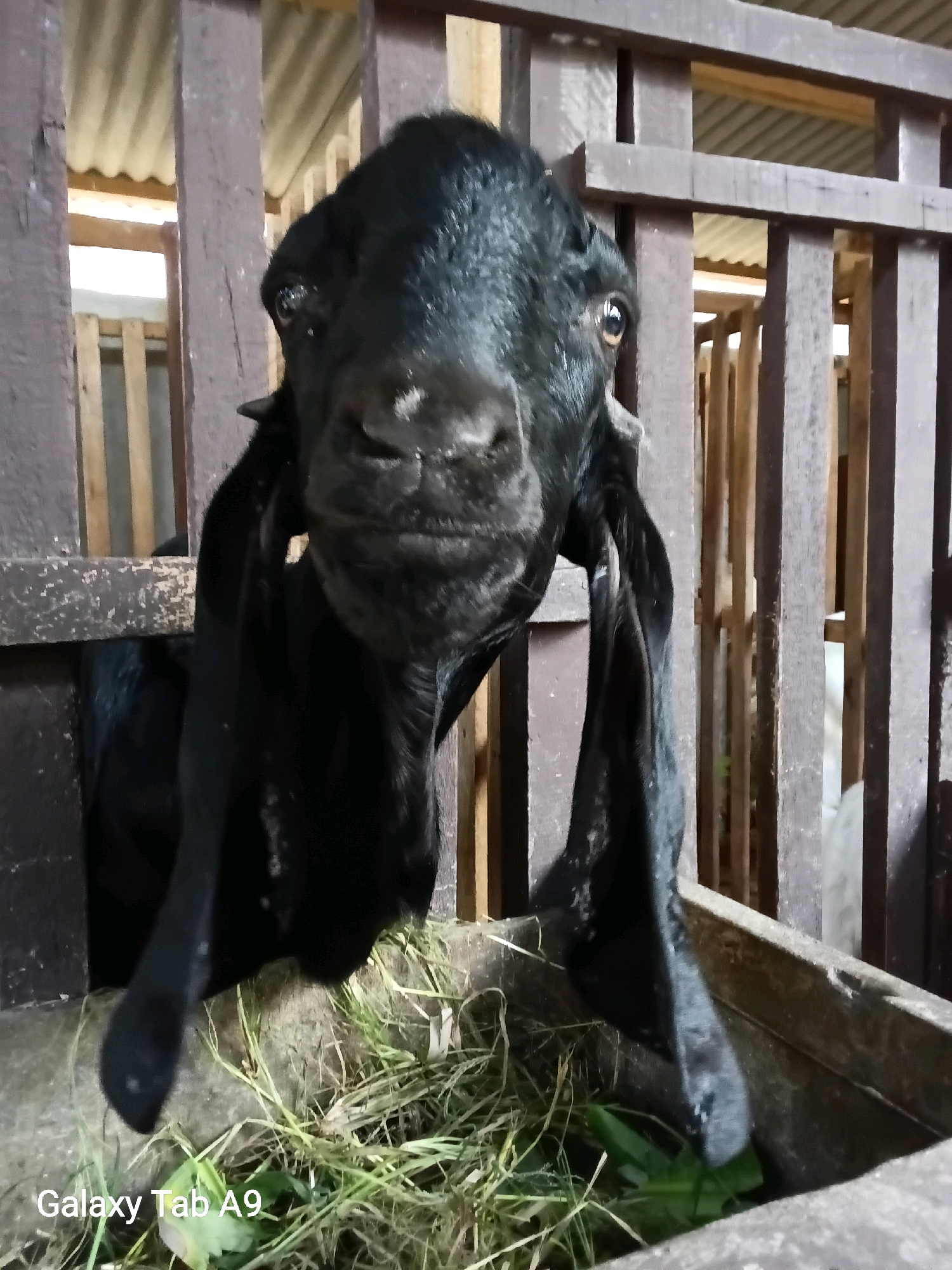 A close-up, low-angle shot focuses on the head and upper body of a black goat in a pen. The goat is looking directly at the camera with its mouth slightly open, appearing to be chewing on grass or hay. Its ears are long and hang down on either side of its head. The goat is positioned in front of a wooden fence, and behind it, more wooden structures and what appears to be a corrugated metal roof can be seen. The foreground shows a concrete trough filled with green grass and some of the goat's head is obscuring part of it. The bottom left corner of the image has text that reads "Galaxy Tab A9". This image was captured in the city of Trenggalek, Indonesia.