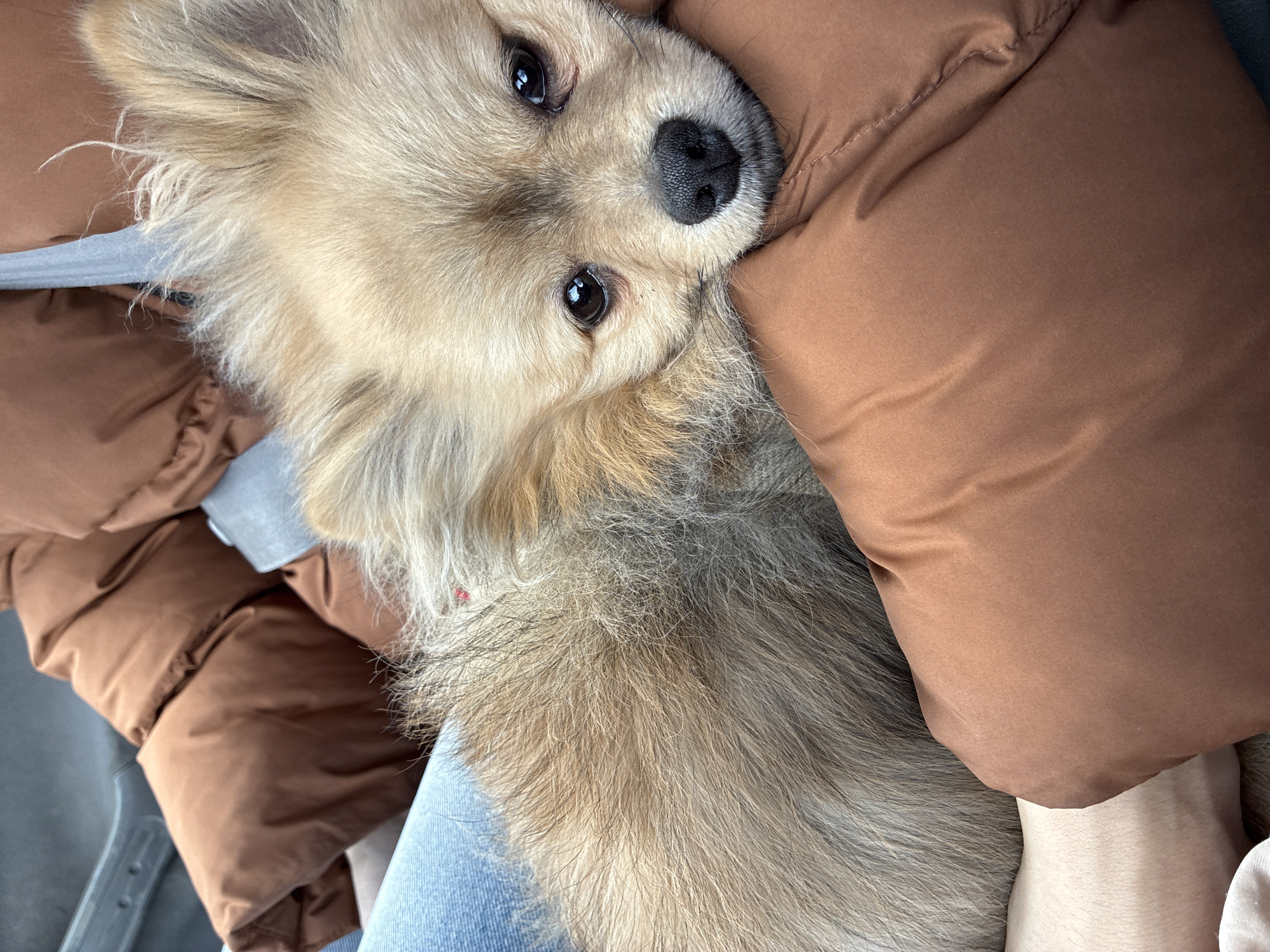 A medium shot shows a tan, furry dog nestled against a brown puffer jacket. The dog is light tan with a black nose and dark eyes. The dog appears to be lying or reclining, with its head resting on the jacket. The jacket is a solid brown color. The person holding the dog is wearing a light blue pair of jeans and a gray shirt. The location is not discernible, and there is no evidence that the image was taken in Plovdiv, Bulgaria.
