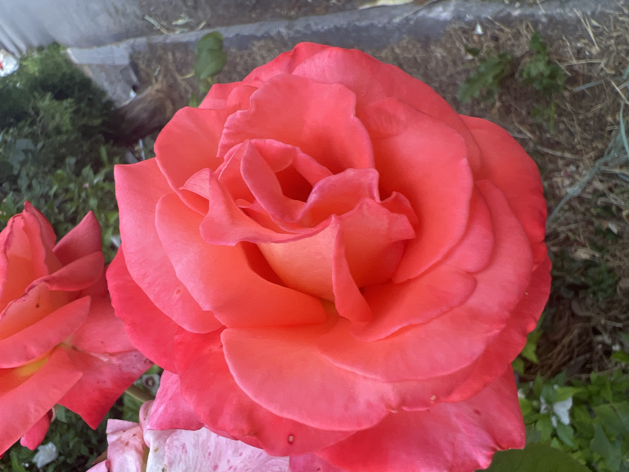 A close-up, eye-level shot focuses on the vibrant pink petals of a rose in bloom. The rose is positioned in the foreground, filling most of the frame, with its intricate layers of petals clearly visible. Hints of lighter pink and yellow can be seen in the center of the flower. To the left and upper left, parts of other roses, one lighter pink with speckles and another deeper pink, are visible. The background features a blurred mix of green foliage, a brown tree trunk, and a grey concrete curb with some dry grass and soil visible along its edge. The lighting suggests it is daytime, with soft light illuminating the rose.