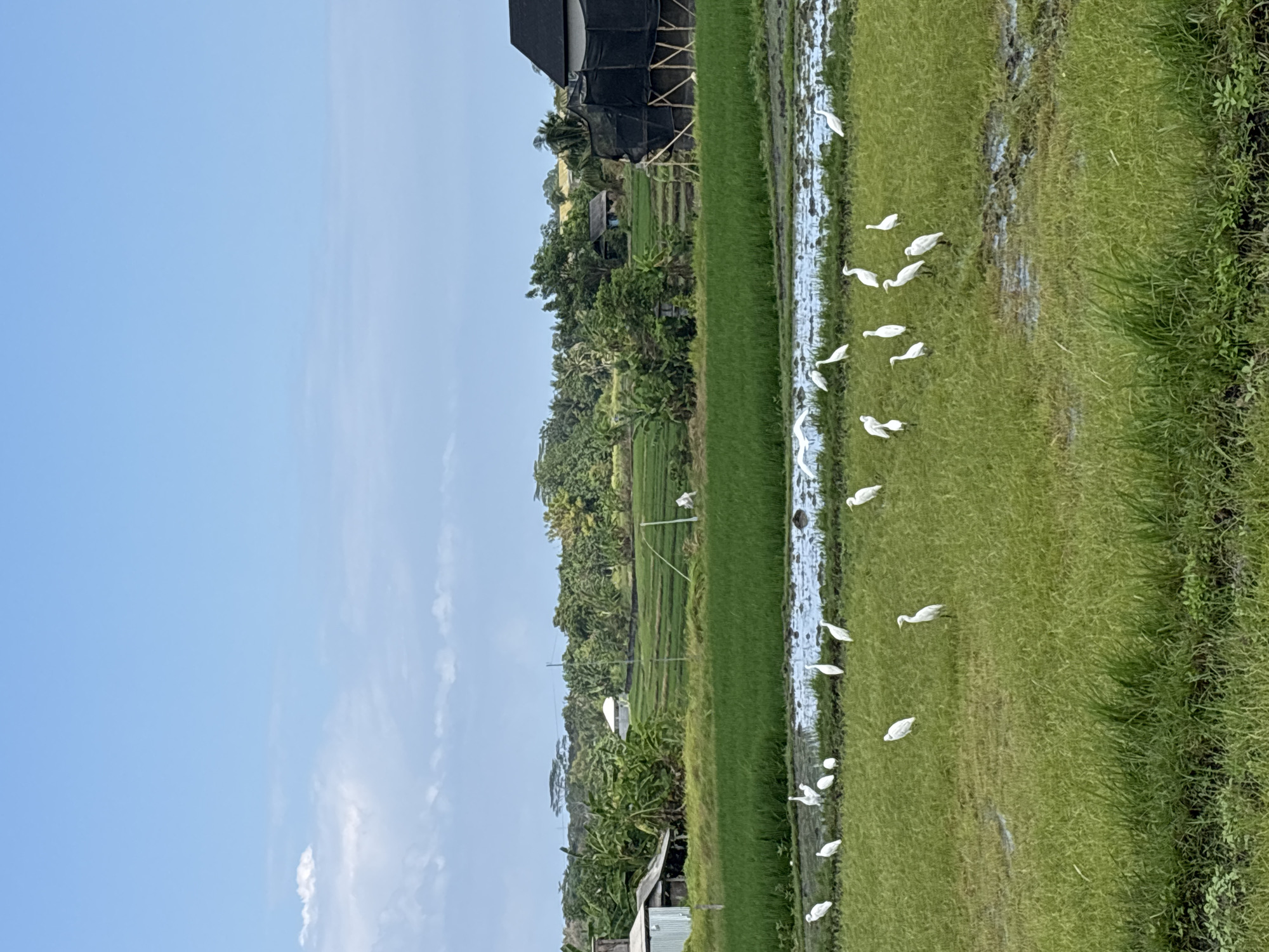 The image depicts a rural landscape, likely within the city of Kediri, Indonesia, characterized by lush green rice fields under a bright blue sky with scattered clouds. A flock of white egrets is visible scattered across the foreground and mid-ground, some standing in shallow water in the rice paddies, others on the grassy banks. In the background, there are trees, vegetation, and several buildings, including a house with a dark roof and netting draped over part of it, and a small, older structure with a blue door. The overall scene is tranquil and pastoral, showcasing the natural beauty of the Indonesian countryside.