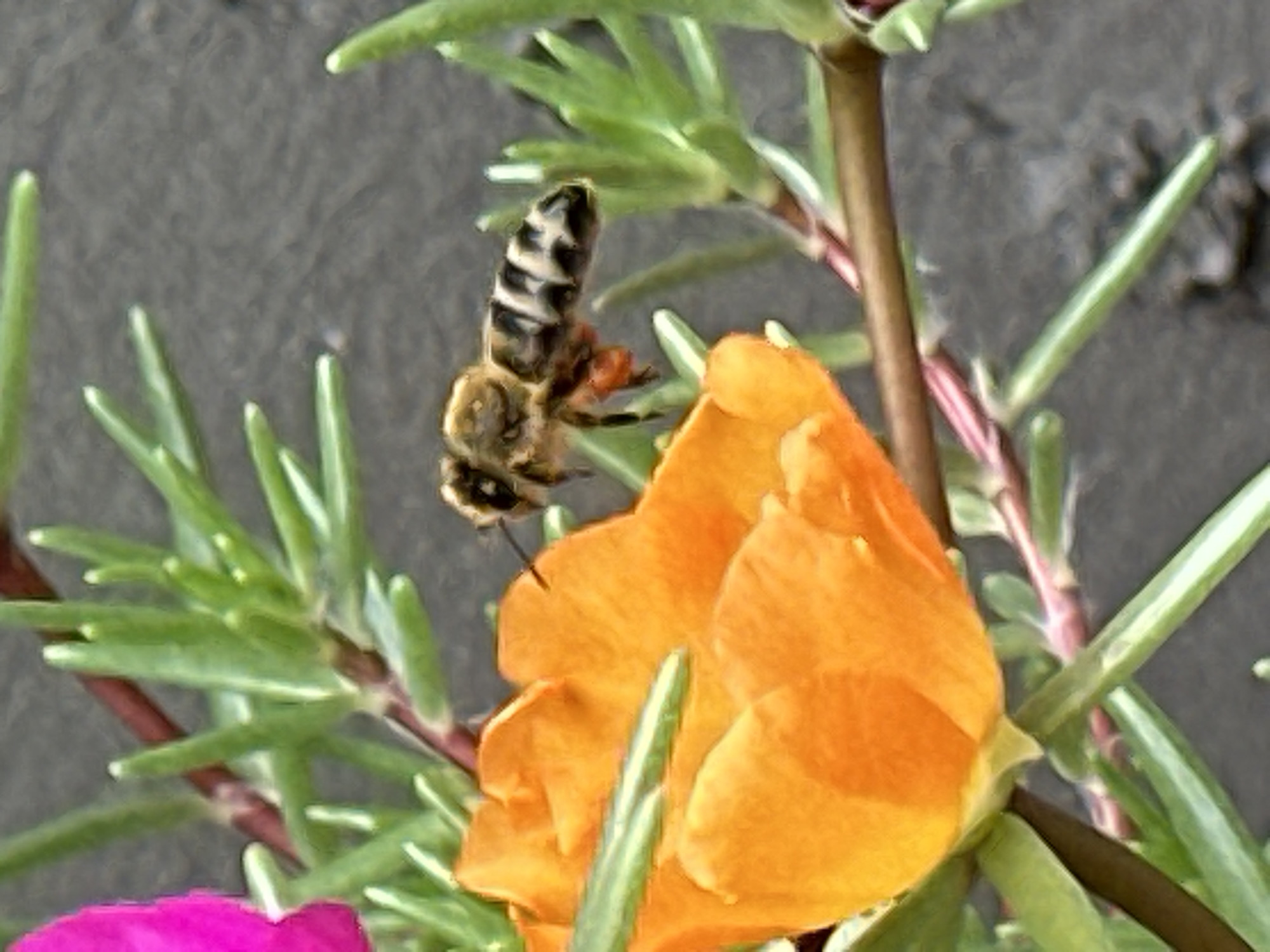 A bee with black and yellow stripes hovers near an orange flower. The bee has orange pollen baskets on its hind legs. The flower is in focus, with its petals slightly curled. Green leaves and stems surround the flower. The background is a blurry, gray surface that appears to be pavement or soil. The scene is likely outdoors, possibly in a garden or park. There is no information available about the location in Lobacheve, Ukraine.