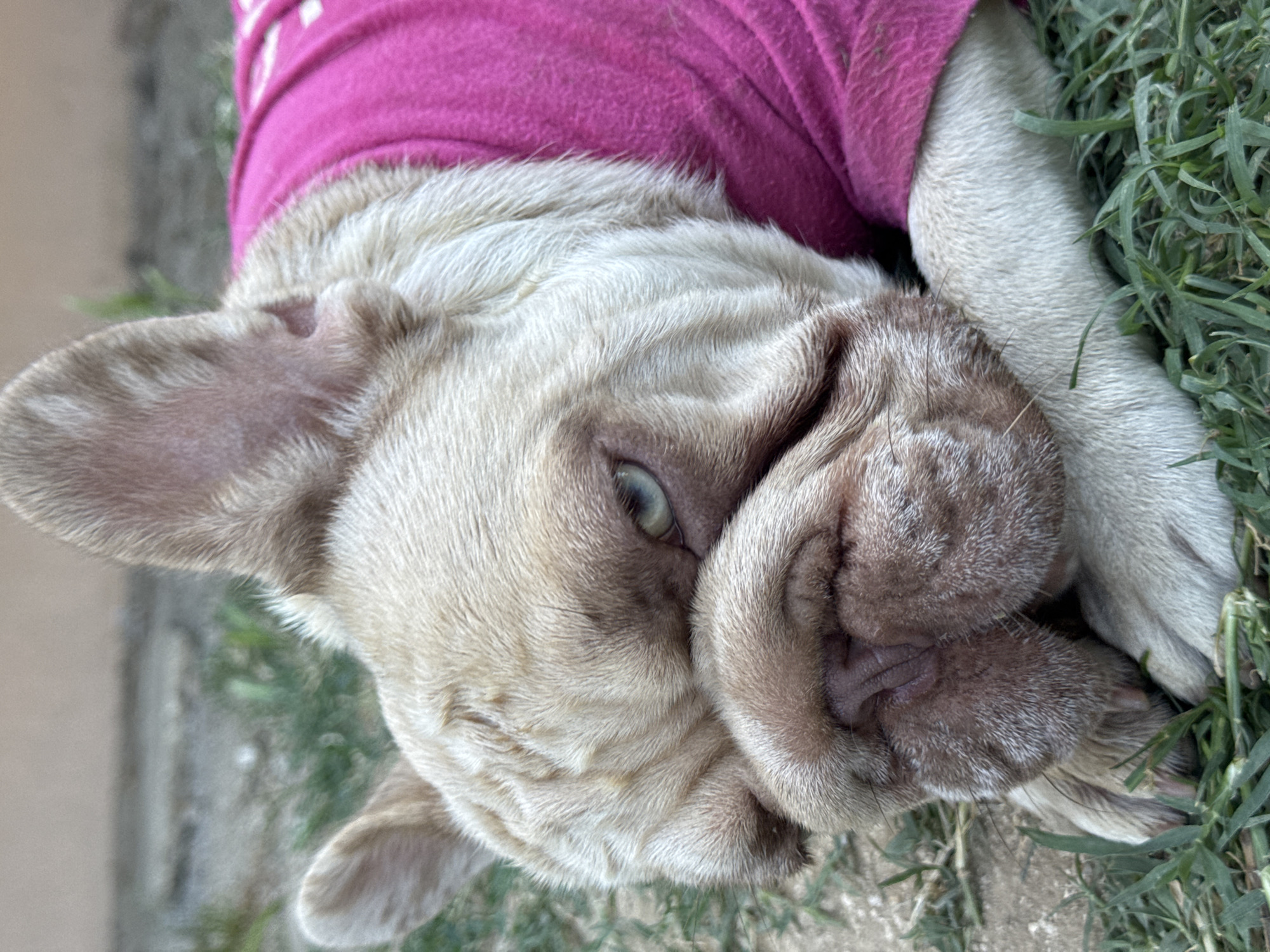This is a close-up, overhead shot of a fawn-colored French Bulldog lying on green grass. The dog is wearing a bright pink garment that covers its back and neck. The dog's face is turned towards the camera, with its eyes open and looking slightly to the left. Its snout is wrinkled, and its ears are prominent. The dog appears relaxed, possibly lying down for a nap or resting in the sun. The background consists of green grass and a blurred, out-of-focus area that could be a pathway or dirt. The lighting suggests it is daytime, possibly a sunny or overcast day. The image is oriented vertically, with the dog's head at the top and its body extending downwards. There is no visible text in the image. The setting suggests an outdoor location, possibly a garden or park in San Benedetto del Tronto, Italy.