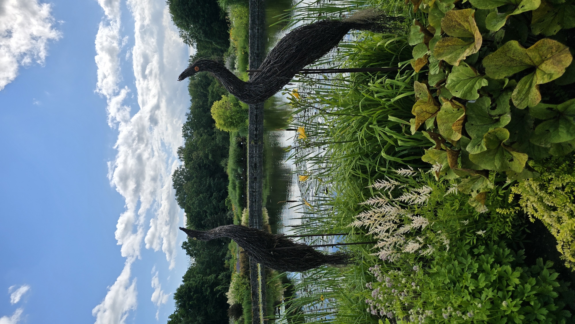This is a vertical, eye-level, medium-wide shot of a pond area with two dark, woven bird sculptures. The sculptures are positioned on the left and right sides of the frame, facing each other, with their heads tilted upwards. They are made of dark, rough material, possibly wicker or reeds, and have orange accents on their beaks.
The pond is calm and reflects the sky and surrounding greenery. Yellow lily-like flowers are visible on the surface of the water. Tall, green grass and other lush vegetation surround the pond and frame the bird sculptures. In the background, a stone wall separates the pond area from a more distant garden with various plants and trees. The sky is blue with scattered white clouds.
The image appears to be taken in the Kaunas Botanical Garden, part of Vytautas Magnus University, located in Kaunas, Lithuania.