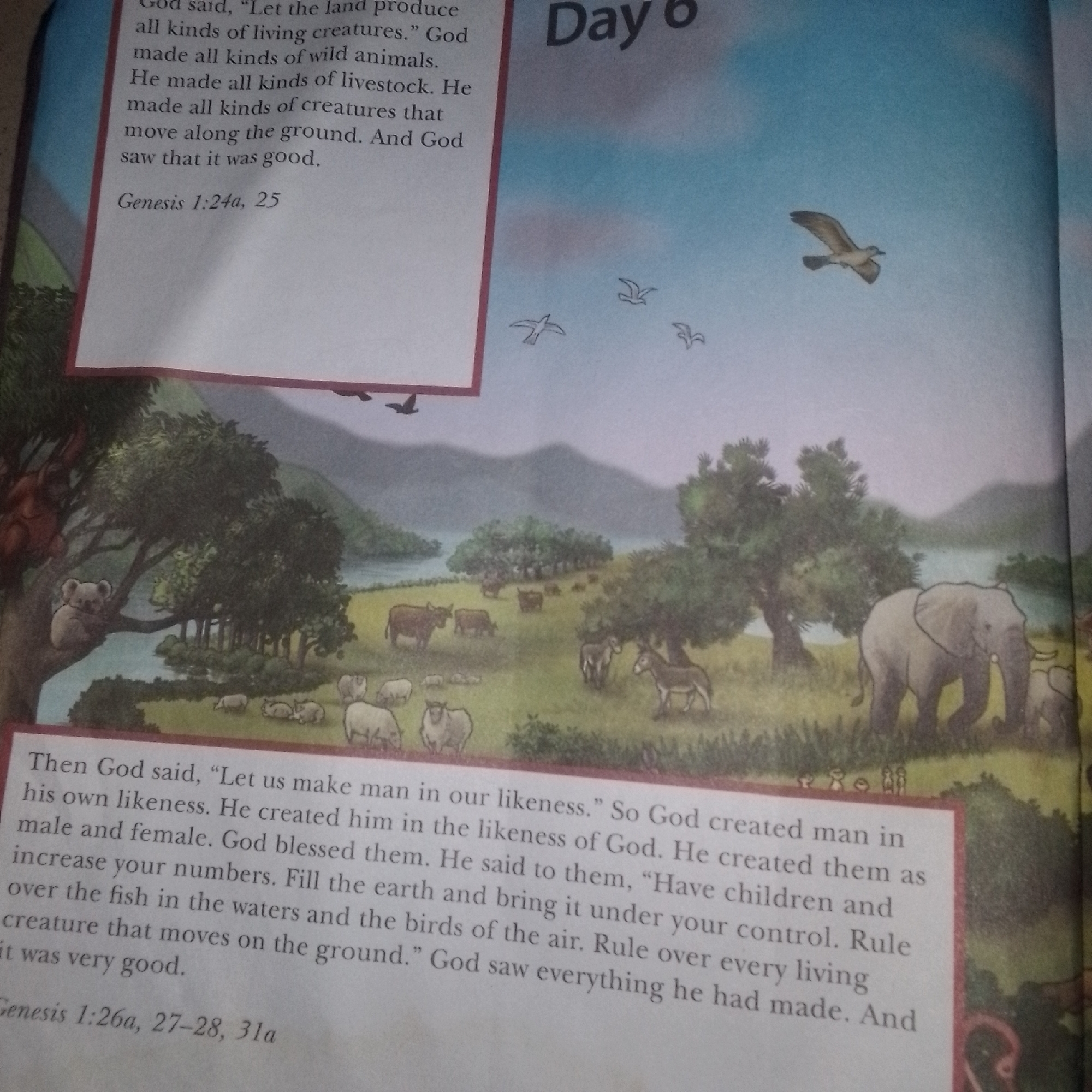 The image is a page from a book. The top right corner of the page shows the text "Day 6" in large font. Below this, there is a drawing of a bird in flight against a blue sky with some smaller bird silhouettes. The left side of the page contains a block of text that describes God creating animals and livestock, with the reference "Genesis 1:24a, 25" below it. The majority of the page is an illustration depicting a landscape. In the foreground, there are several animals including sheep, cows, and horses grazing in a grassy field with trees. A koala is visible in a tree on the left side of the illustration, and elephants are present on the right side. In the background, there is a body of water and rolling hills. The bottom of the page contains another block of text, beginning with "Then God said, “Let us make man..." and ending with "...it was very good." The reference "Genesis 1:26a, 27-28, 31a" is below this text.