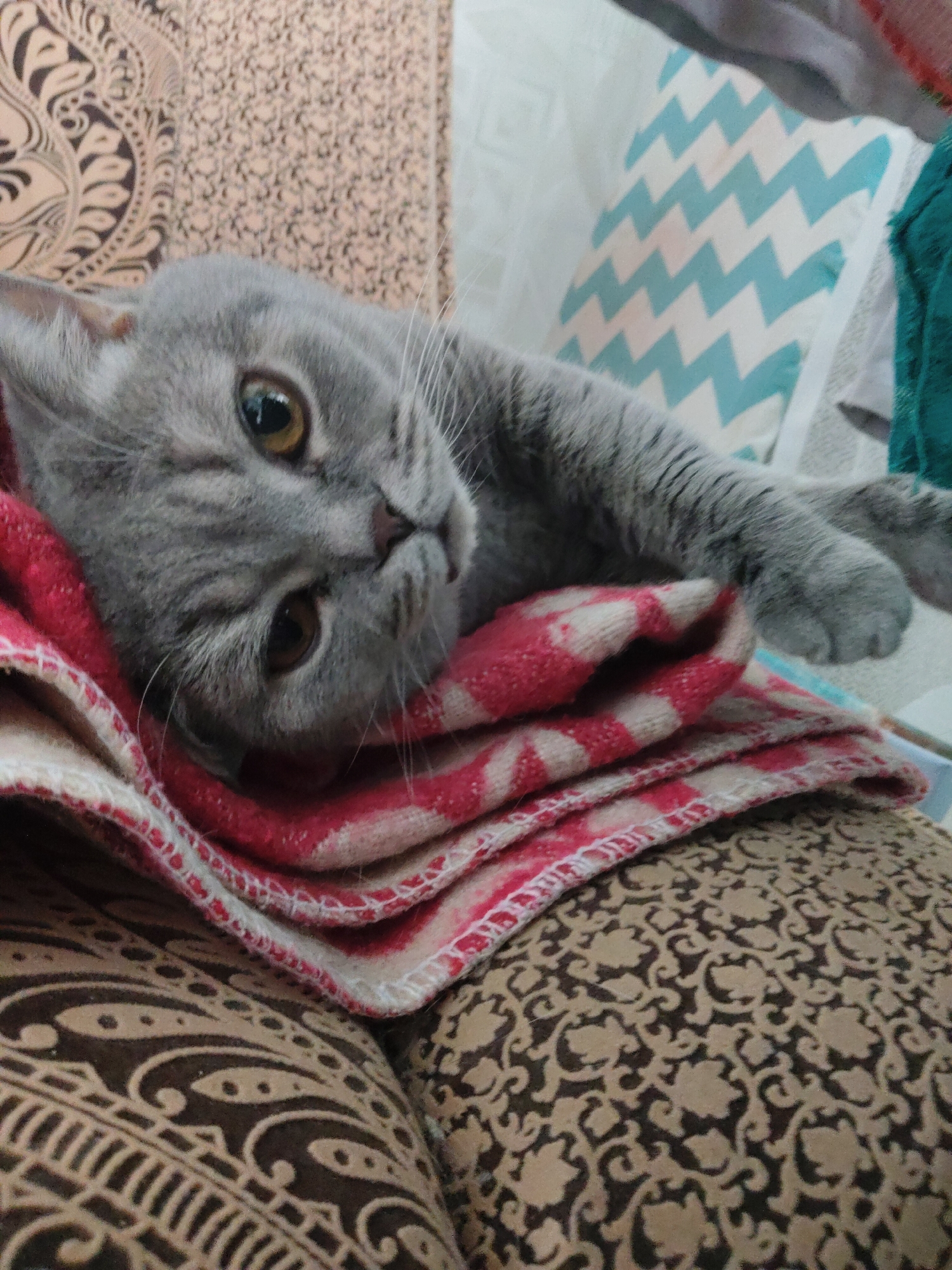 A gray cat with yellow eyes lies on a red and beige striped blanket. The blanket sits on a brown patterned cushion. In the background is a light blue and white zig-zag patterned pillow. The image was taken indoors. The location in the city of Perm, Russia cannot be determined from the image.