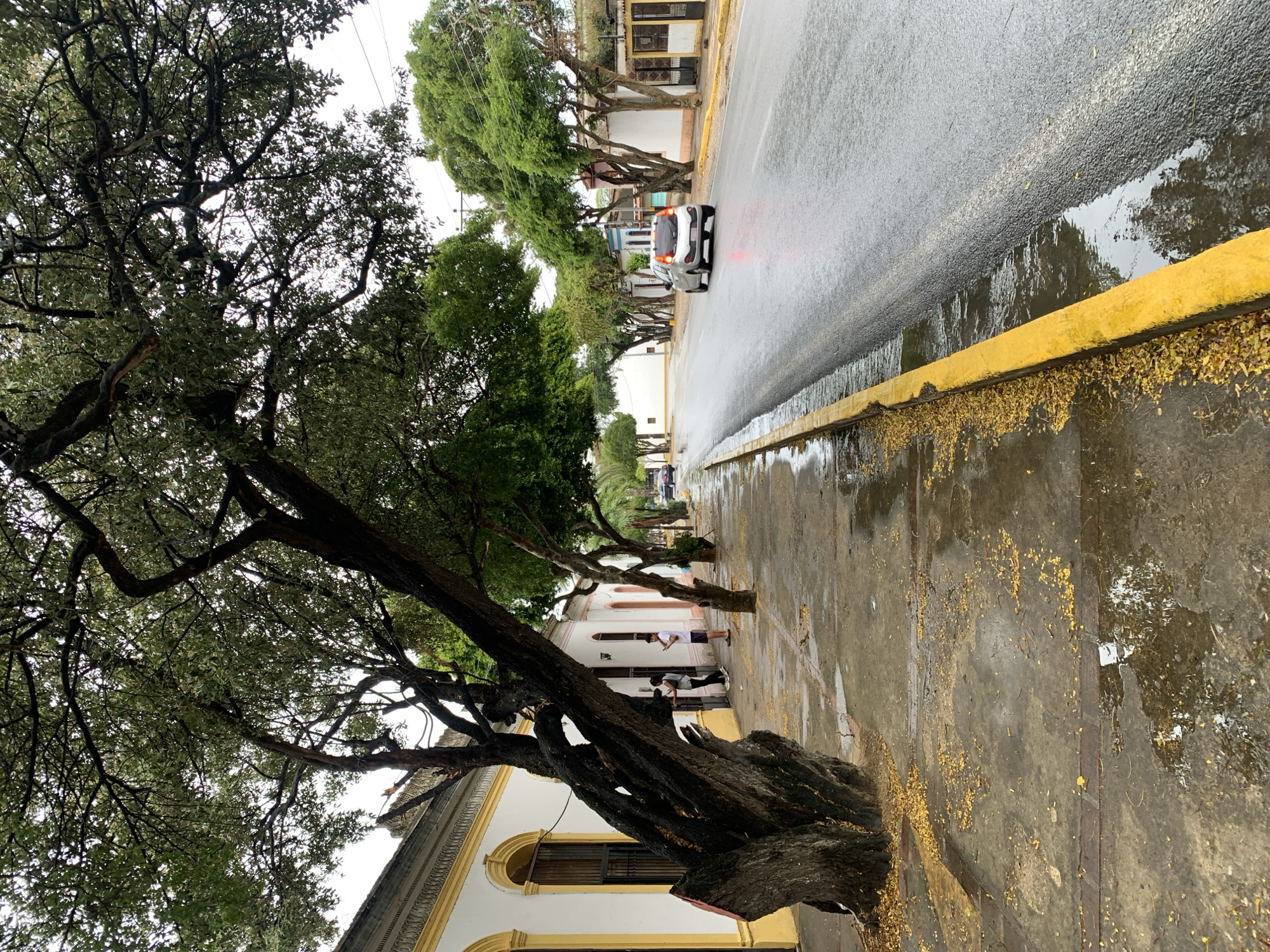 The image depicts a street scene in Santa Ana, Venezuela, characterized by overcast skies and wet pavement, suggesting recent rainfall. On the left side of the street, a sidewalk runs alongside buildings with white facades and yellow trim. A large, gnarled tree with dense foliage overhangs the sidewalk, its branches casting shadows. Scattered yellow leaves litter the wet concrete of the sidewalk, with puddles reflecting the surroundings. Three individuals are visible on the sidewalk near the large tree; two are standing close together, one appearing to hold a phone, while the third stands a short distance away. Further down the street, more trees line the sidewalk, interspersed with buildings. A silver car is driving on the wet asphalt road, its taillights illuminated. The overall impression is a quiet, somewhat somber urban environment affected by inclement weather.