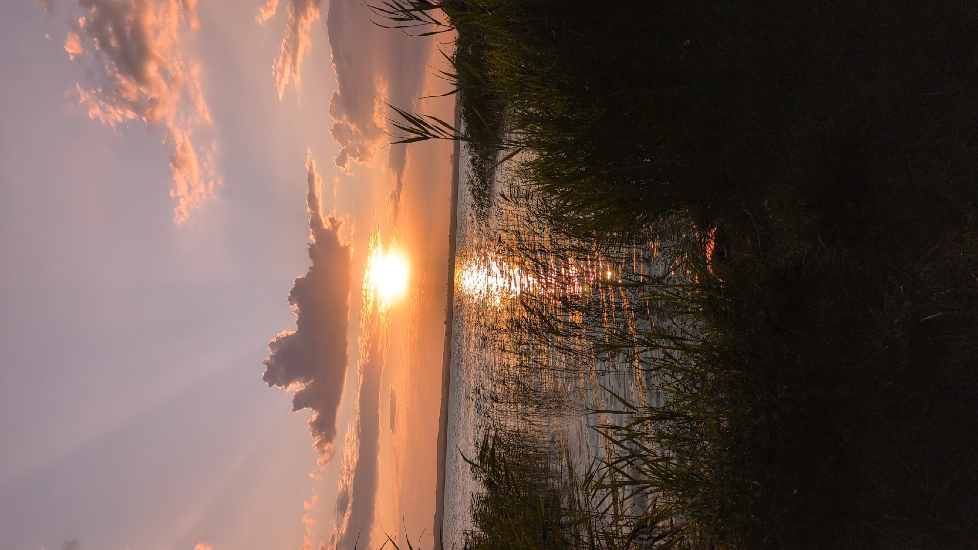 The image depicts a serene sunset over a calm body of water, likely the Siutghiol Lake, adjacent to the city of Constanța, Romania. The sun, a bright orb of light, is low on the horizon, casting a warm, golden glow across the water and illuminating the sky with hues of orange, pink, and purple. Wispy clouds are scattered across the sky, some tinged with the fiery colors of the sunset. The foreground is dominated by tall, dark green reeds and grasses, which create a silhouette against the brighter sky and water. These reeds line the shore, with some extending into the water. The water's surface is calm, reflecting the vibrant colors of the sky and the sunlight in shimmering ripples. The overall impression is one of tranquility and natural beauty at the close of day.