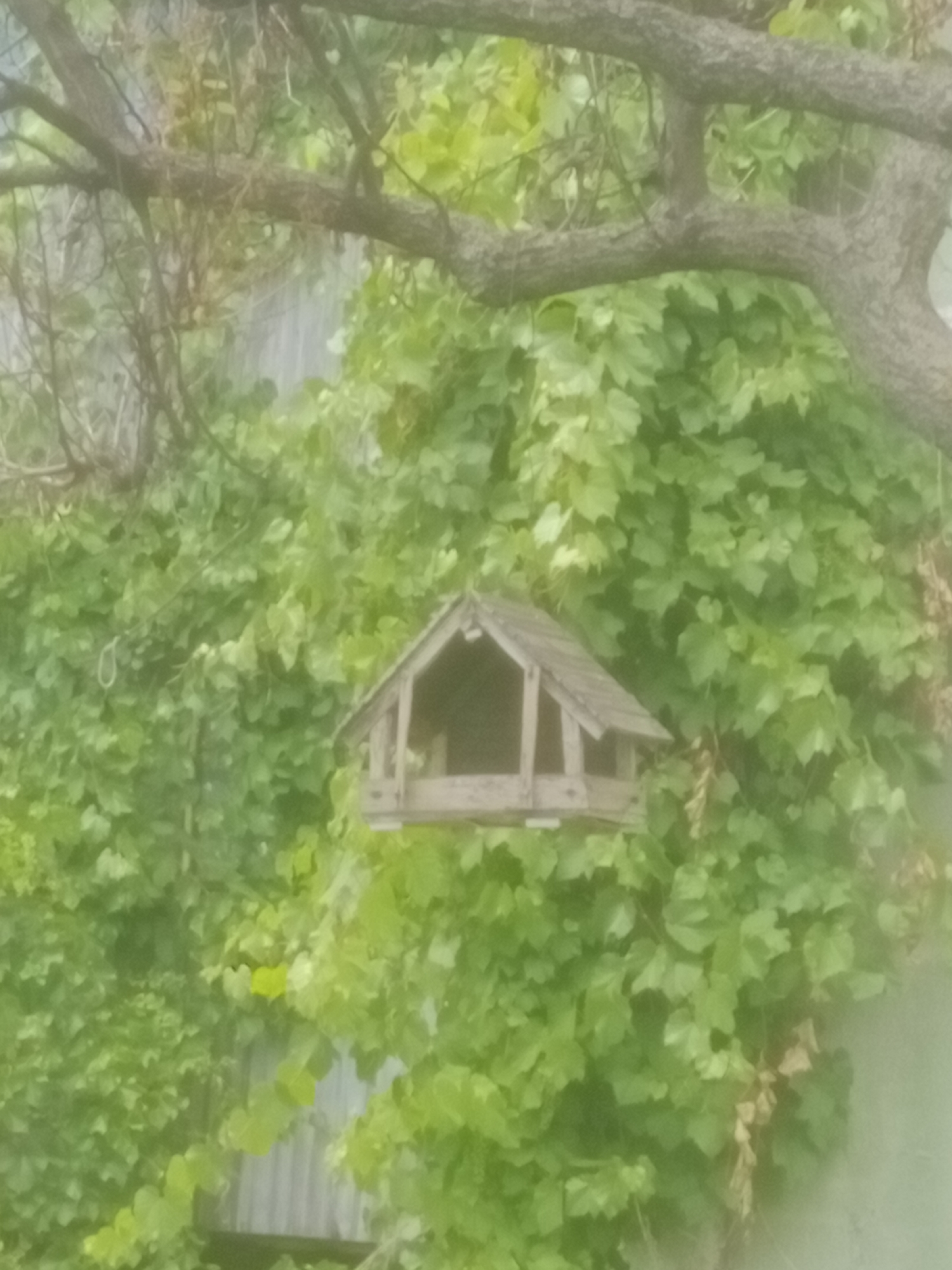 The image shows a wooden birdhouse hanging on a tree branch, partially obscured by green foliage and vines. The birdhouse has a sloped roof and an open front. The background consists of lush green leaves and a textured surface that appears to be a building wall. The overall lighting suggests an overcast day. There are no people or animals visible in the image.