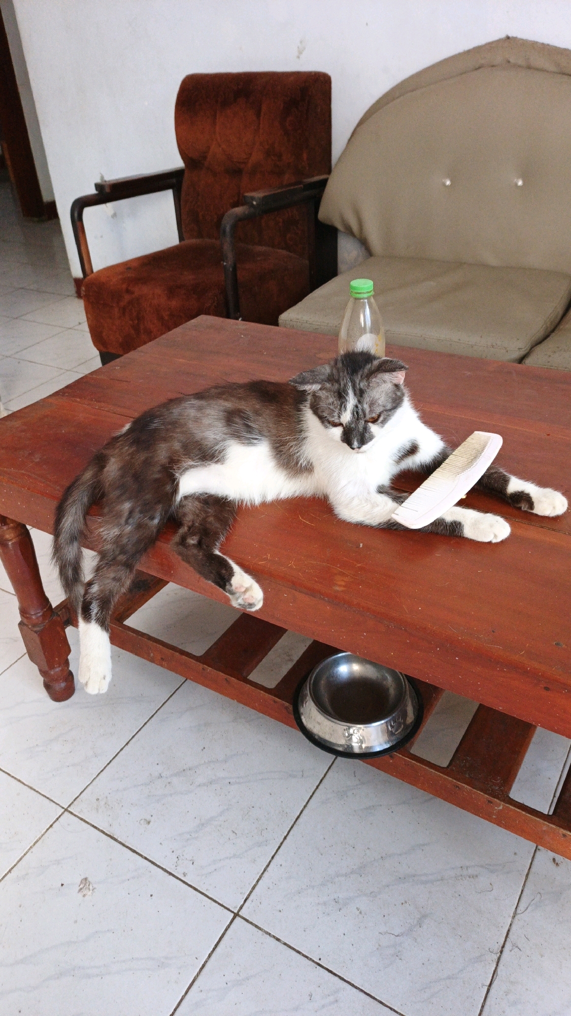 A black and white cat lies on a reddish-brown wooden table. The cat is facing right and has its front paws extended, one holding a white comb. A clear plastic bottle with a green cap is positioned behind the cat on the table. Beneath the table, a metal pet bowl is visible on the floor. The background shows a rusty orange upholstered armchair and a light beige upholstered sofa. The floor is tiled in a white and light grey pattern. This scene appears to be indoors, likely in a residential setting.