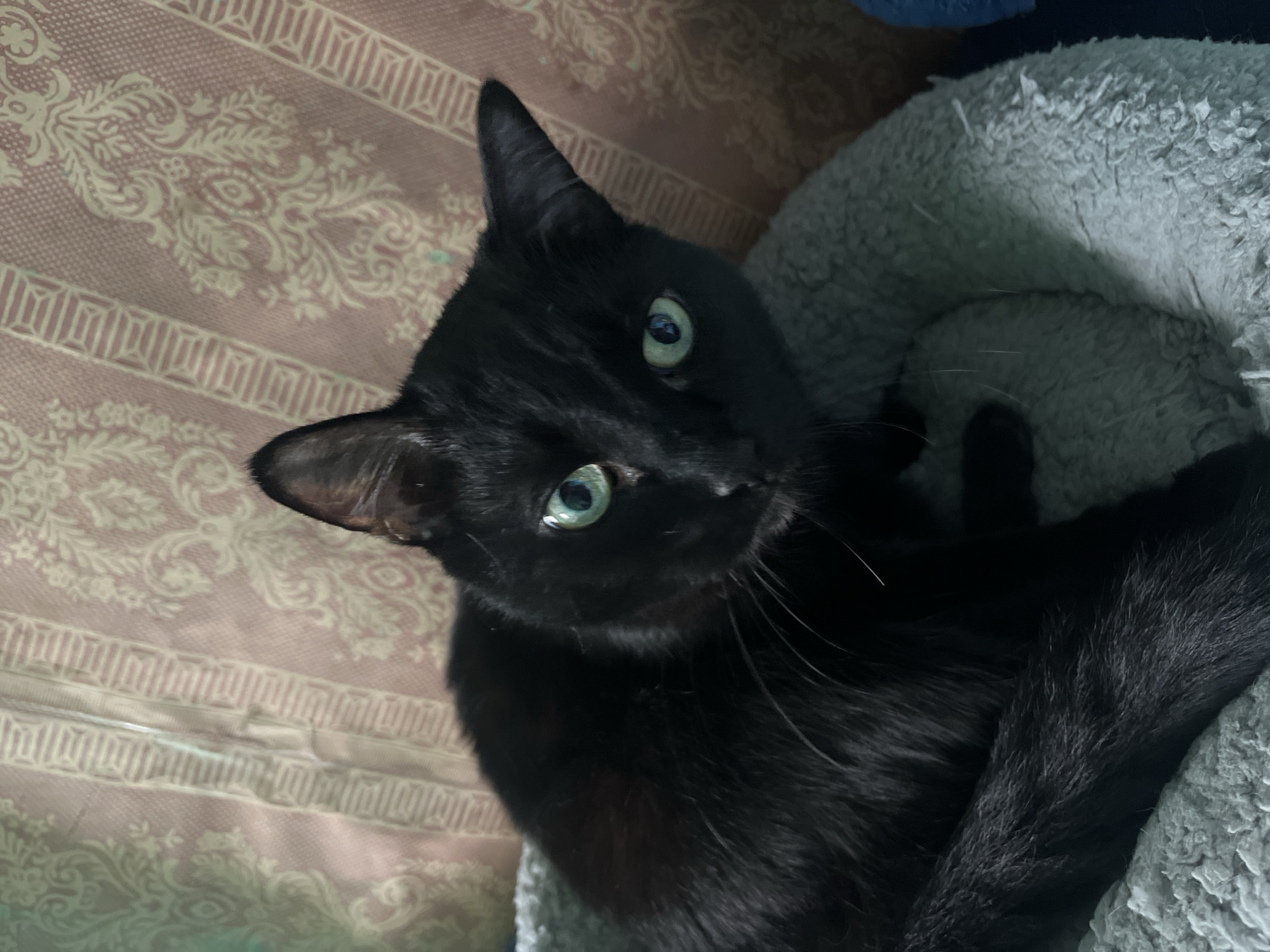A black cat with striking green eyes is the subject of this close-up image, resting in a fluffy gray pet bed. The cat's fur is sleek and dark, with long white whiskers. Its ears are perked, and it appears alert, looking directly at the camera. The background features a patterned fabric in shades of pink and beige, with a decorative floral motif. The lighting is soft, highlighting the cat's features and the texture of its fur and bed. No specific location in Nizhny Tagil, Russia, can be determined from the visual information provided.